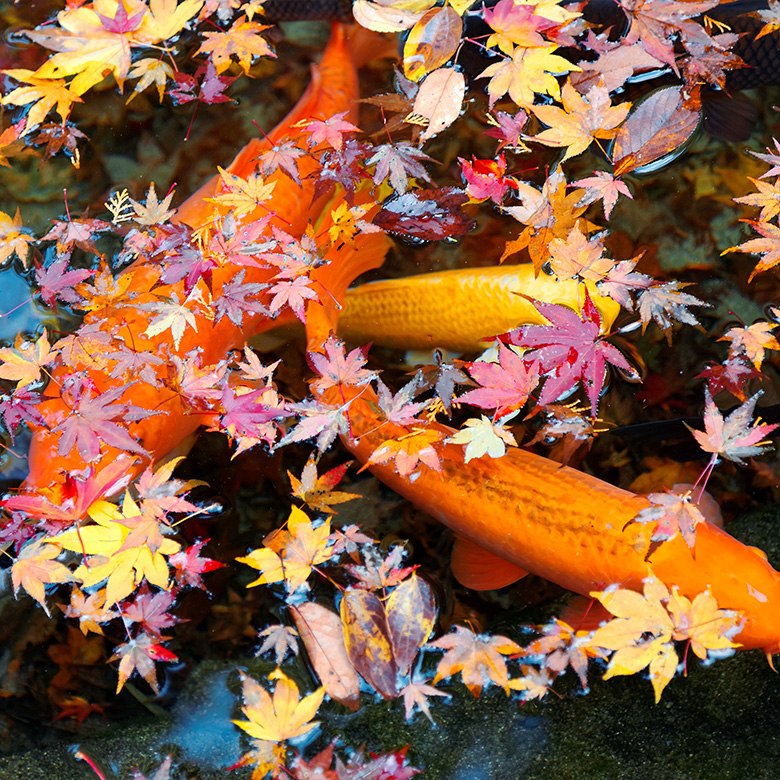 Winter Feeding and Pond Fish Guide