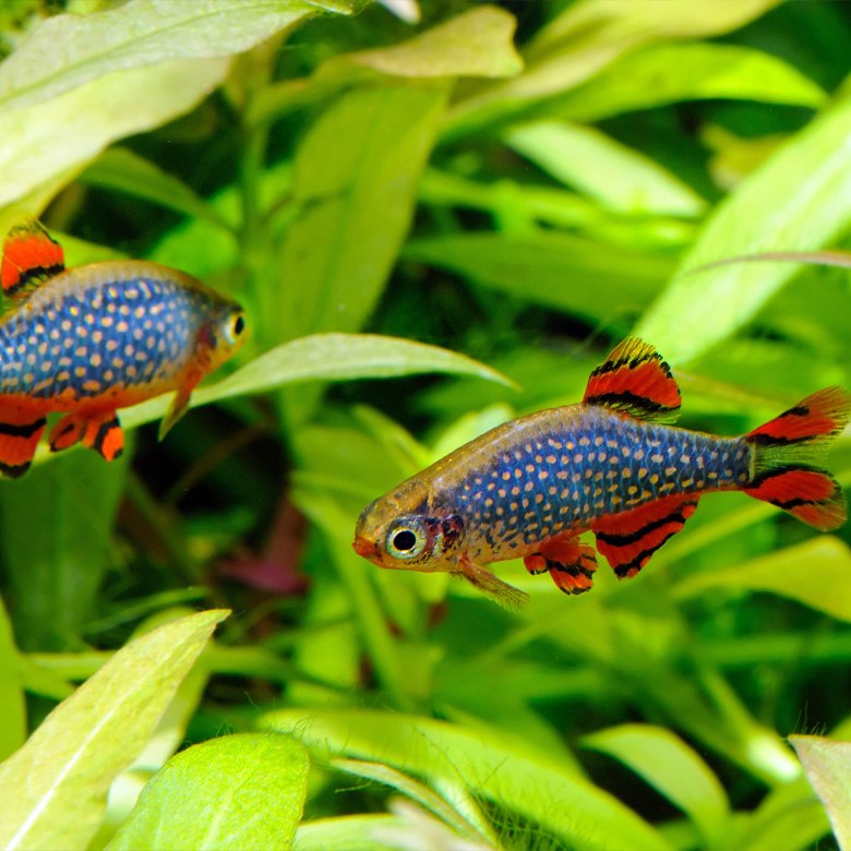 Caring for your Tropical Fish and Invertebrates
