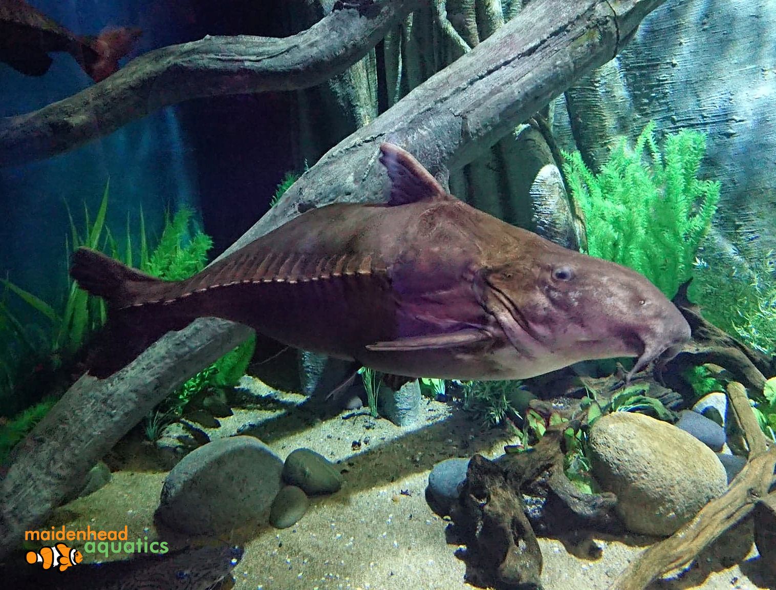 Ripsaw Catfish-Oxydoras niger