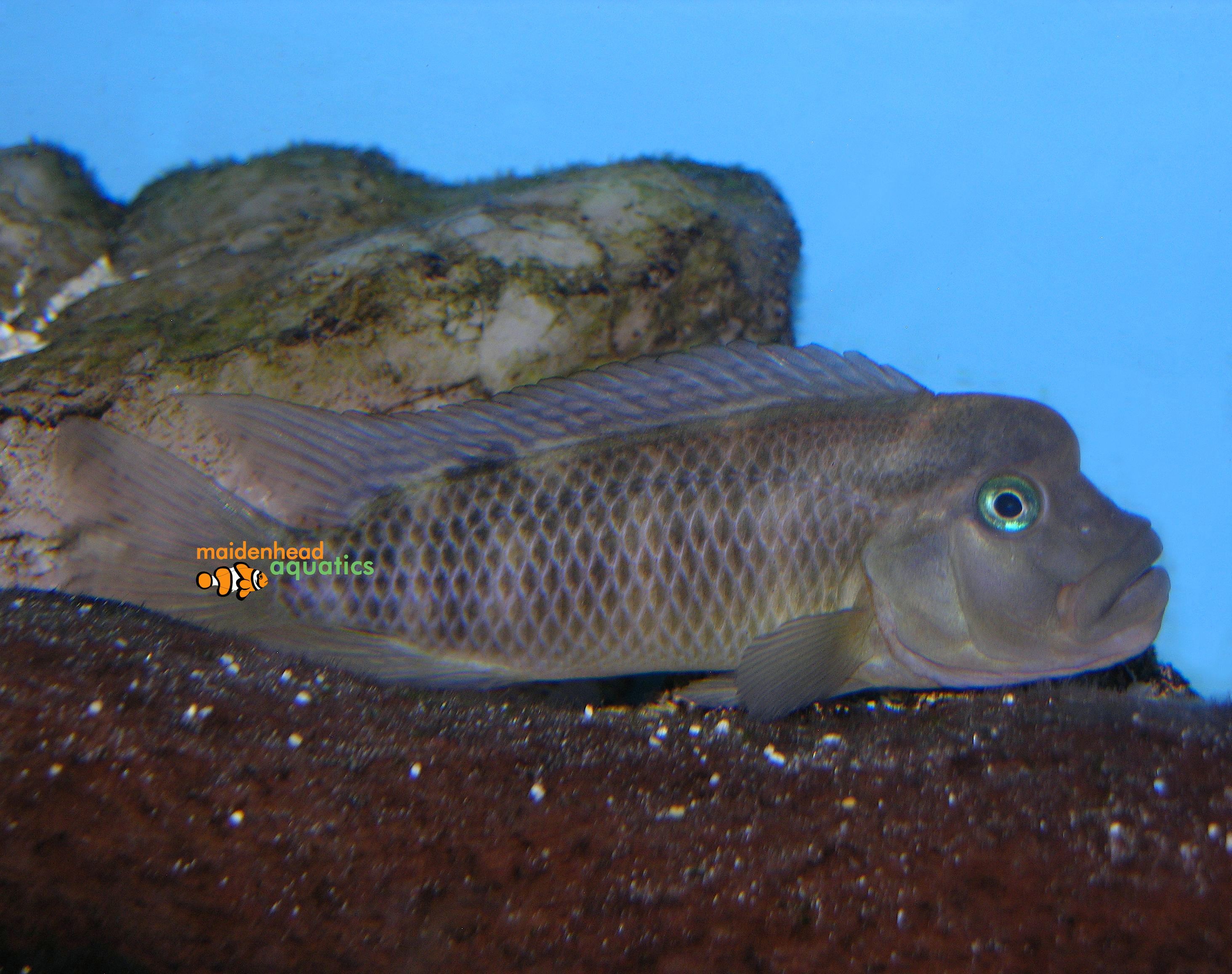 Blockhead CichlidSteatocranus casuarius