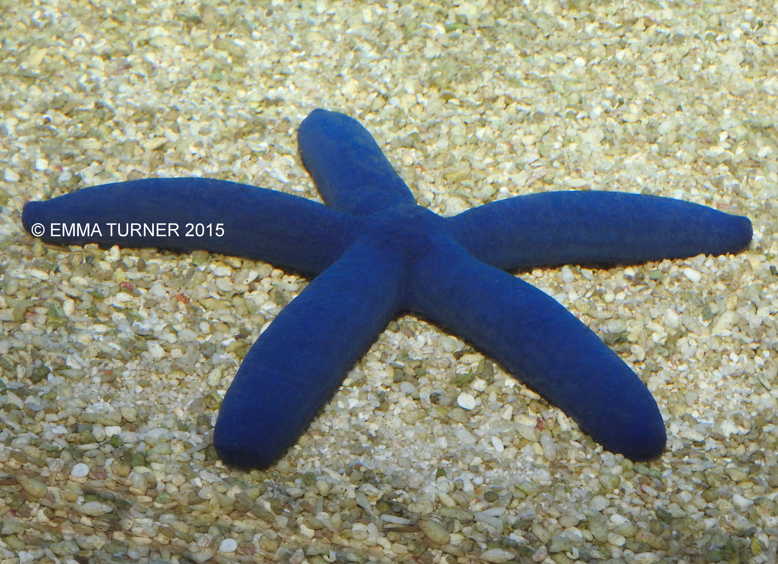Blue Linkia Starfish image.