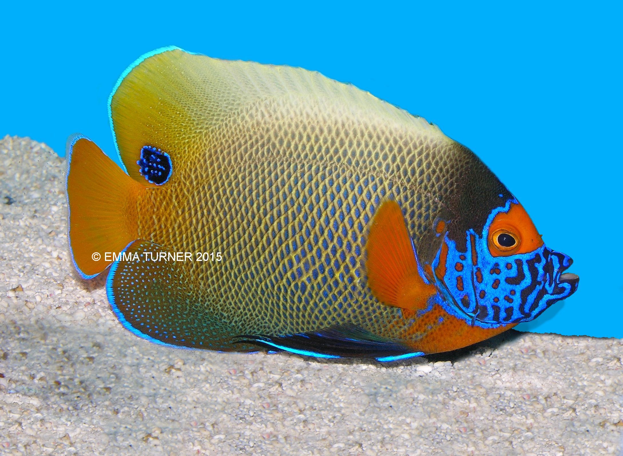Blueface AngelfishPomacanthus xanthometopon