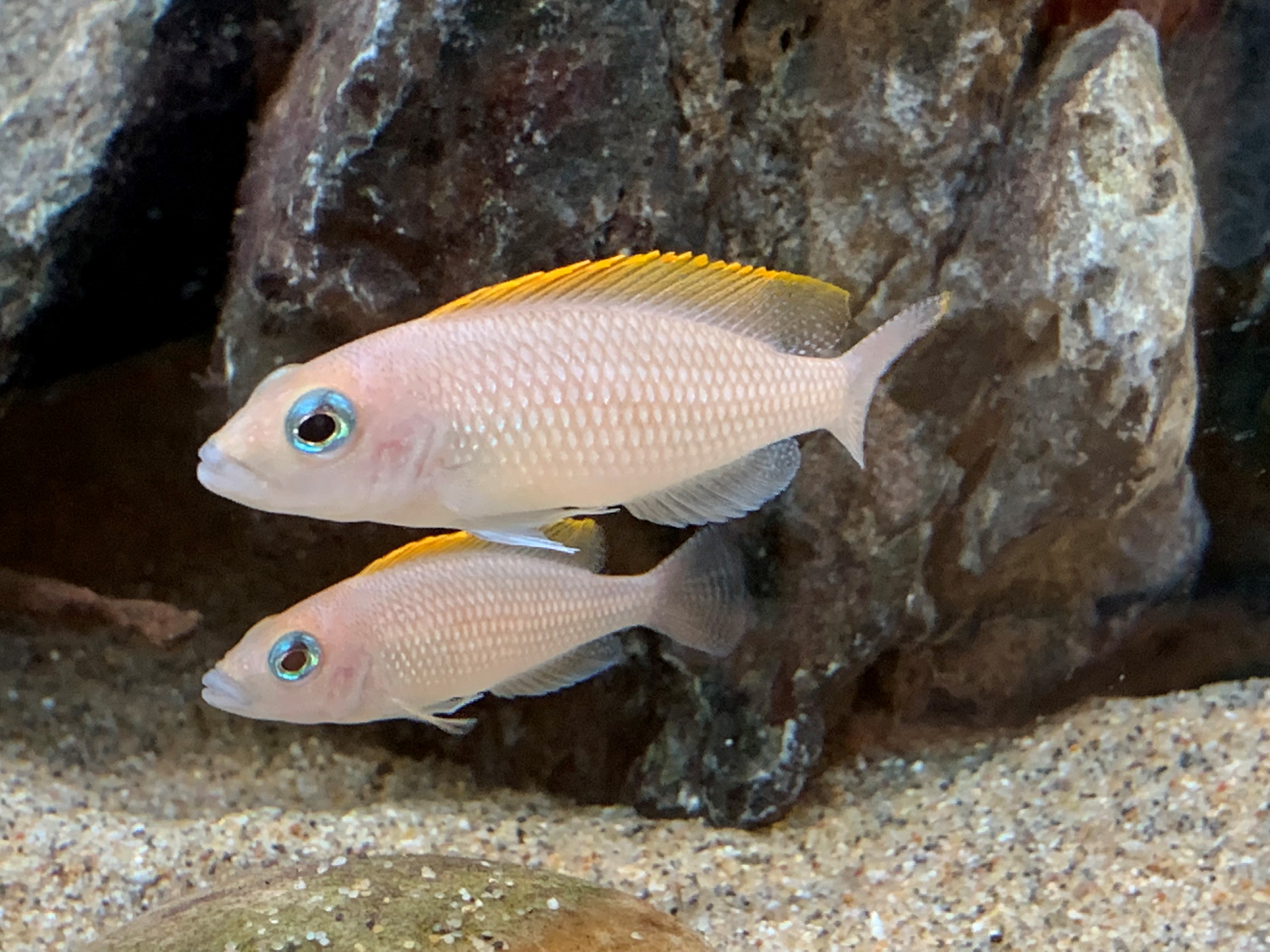 Neolamprologus Caudopunctatus