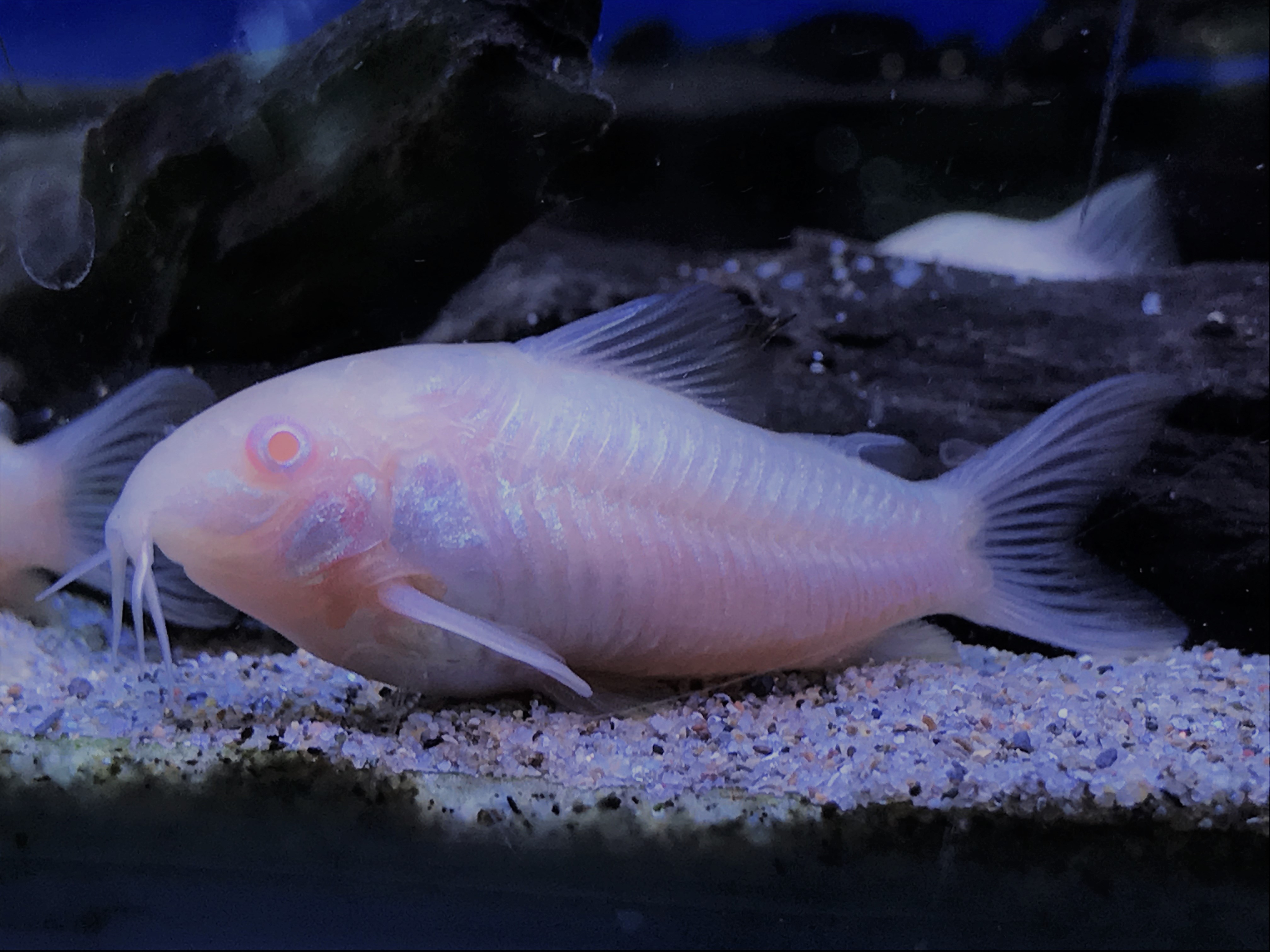 Albino Bronze CoryCorydoras aeneus albino