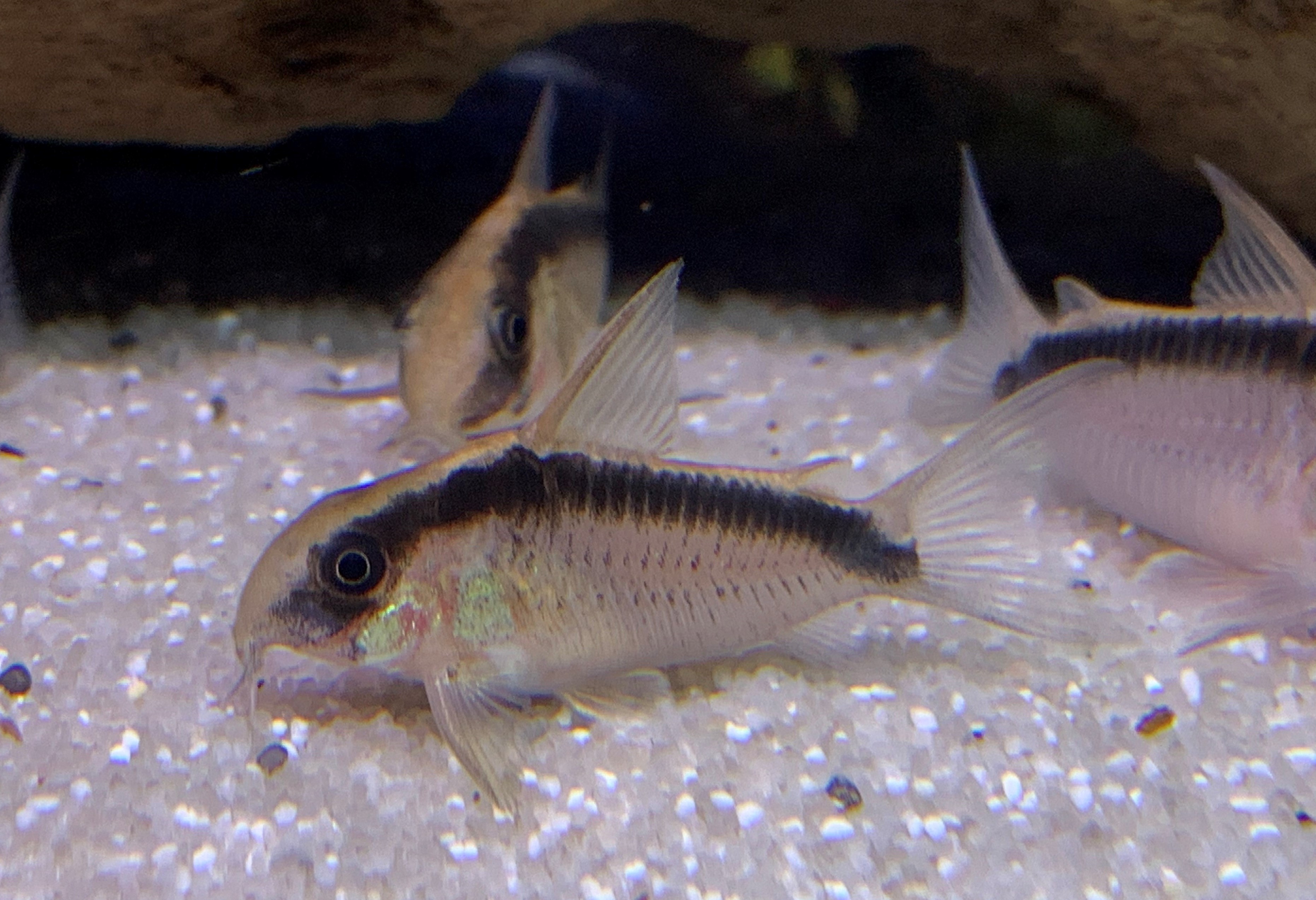 Skunk CoryCorydoras arcuatus