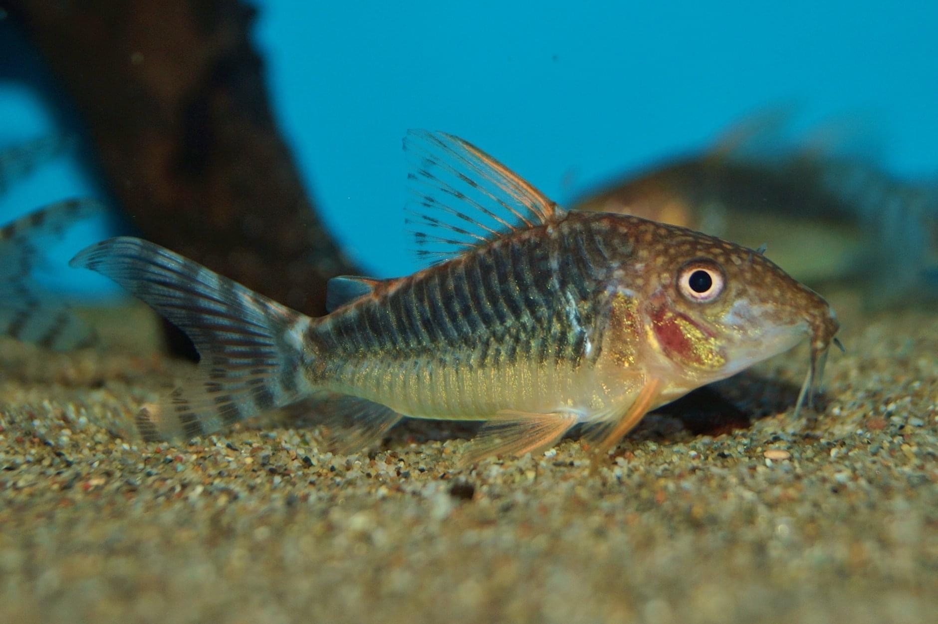 Corydoras seussi
