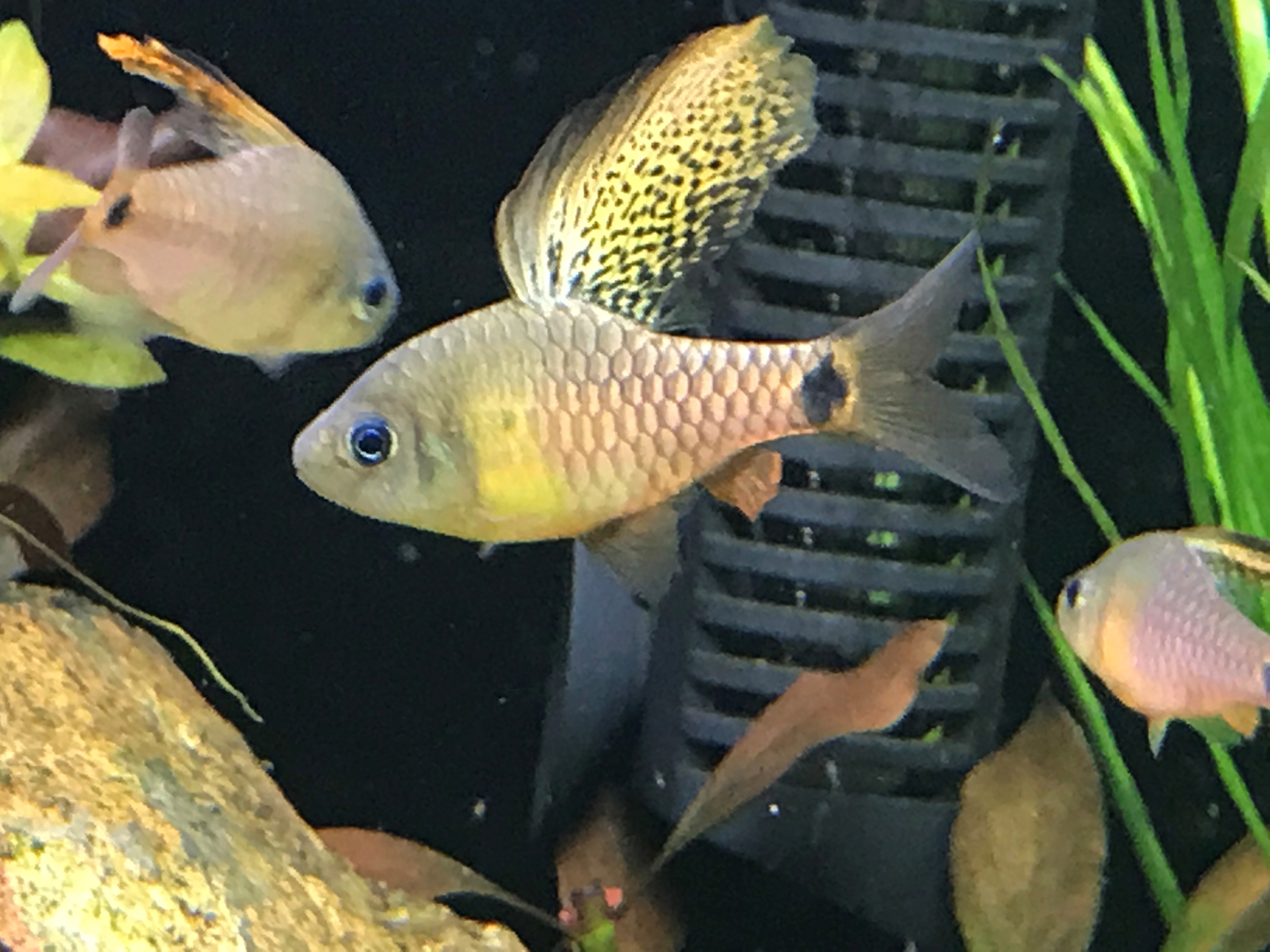 Draped Fin BarbOreichthys crenuchoides