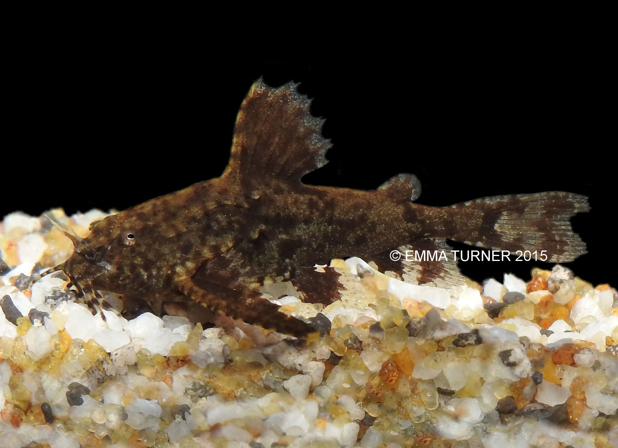 Dwarf Anchor CatfishHara jerdoni