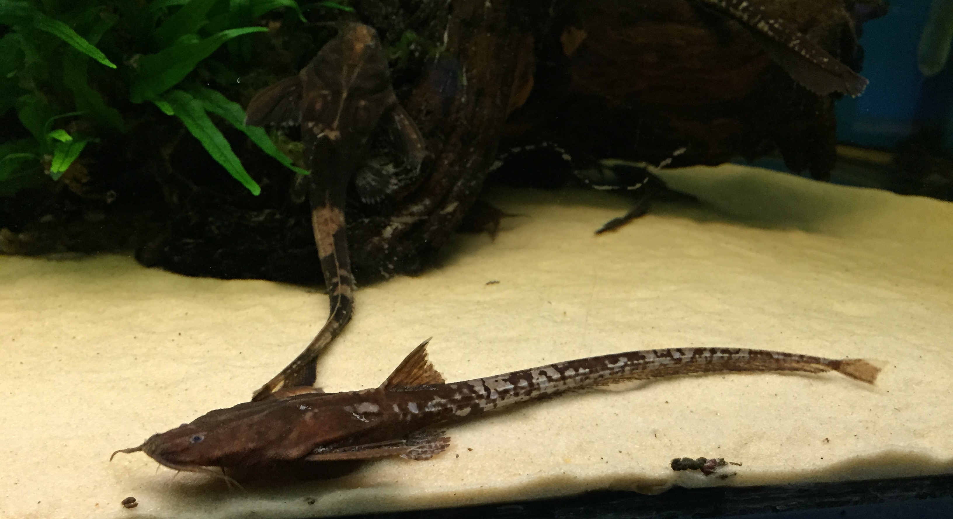 Eeltailed Banjo CatfishPlatystacus cotylephorus