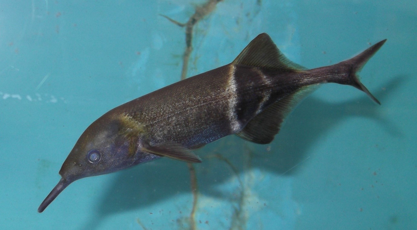 Long-nosed Elephant Fish-Elephantnose-Gnathonemus petersii