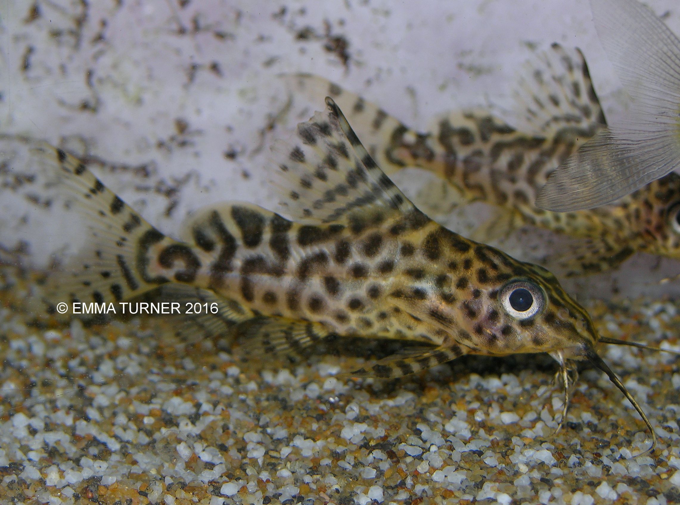 Featherfin CatfishSynodontis eupterus