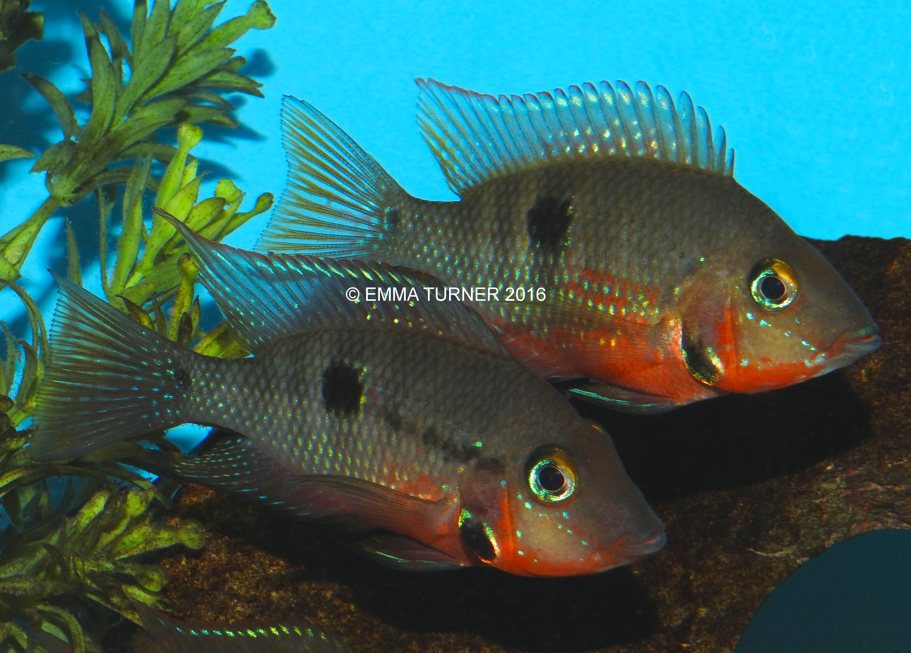 Firemouth CichlidThorichthys meeki