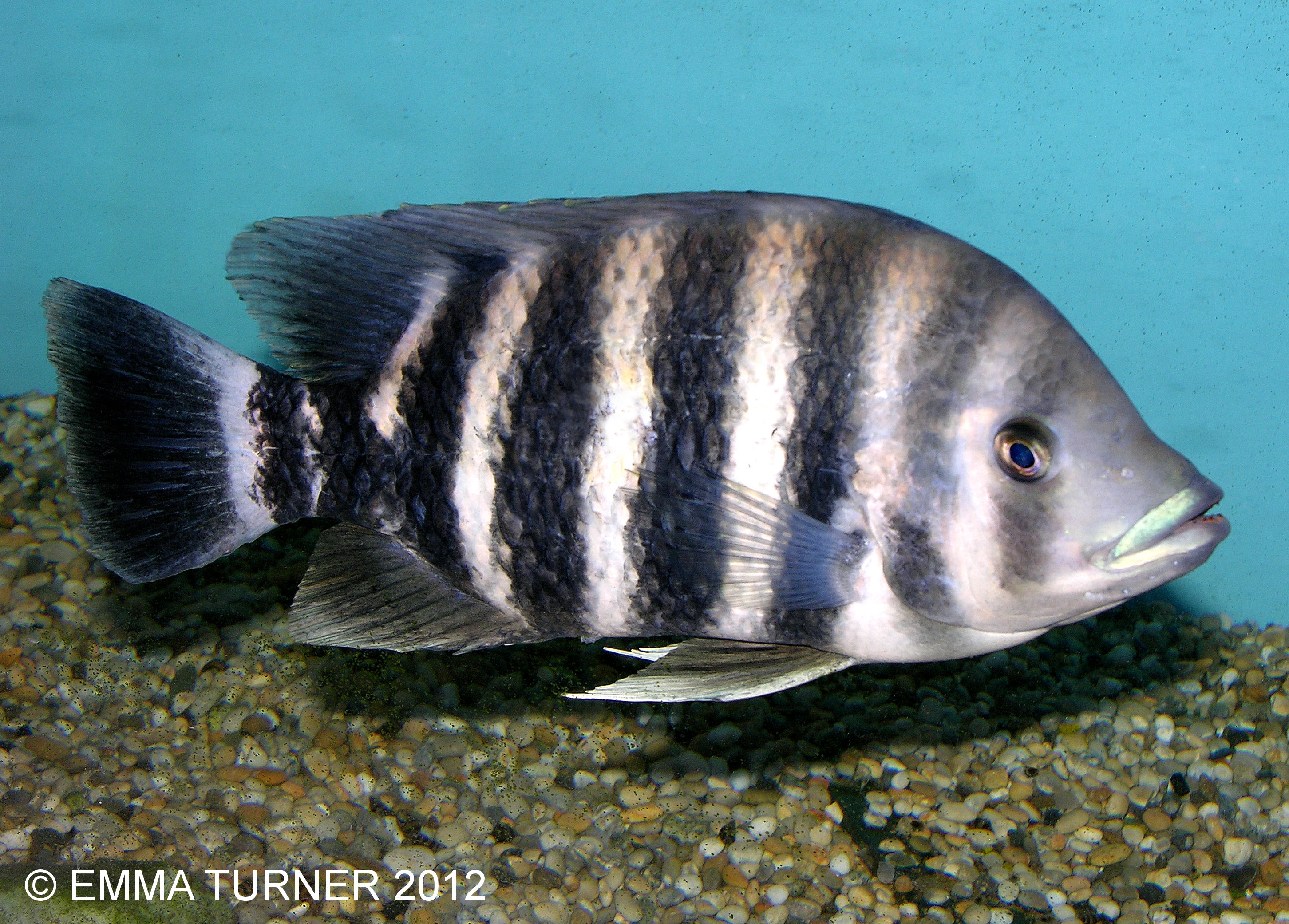 TilapiaTilapia buttikoferi