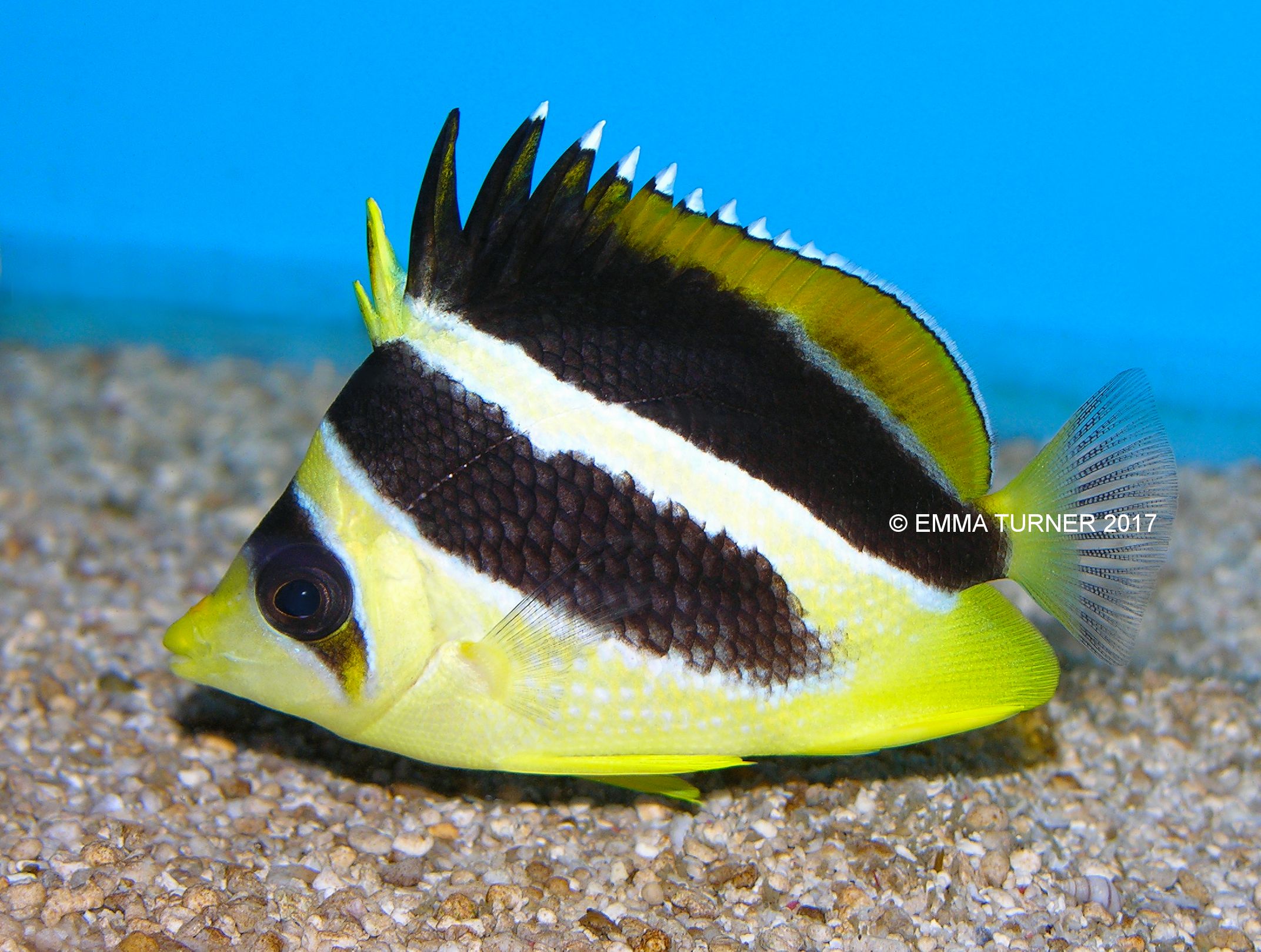 Indian ButterflyfishChaetodon mitratus