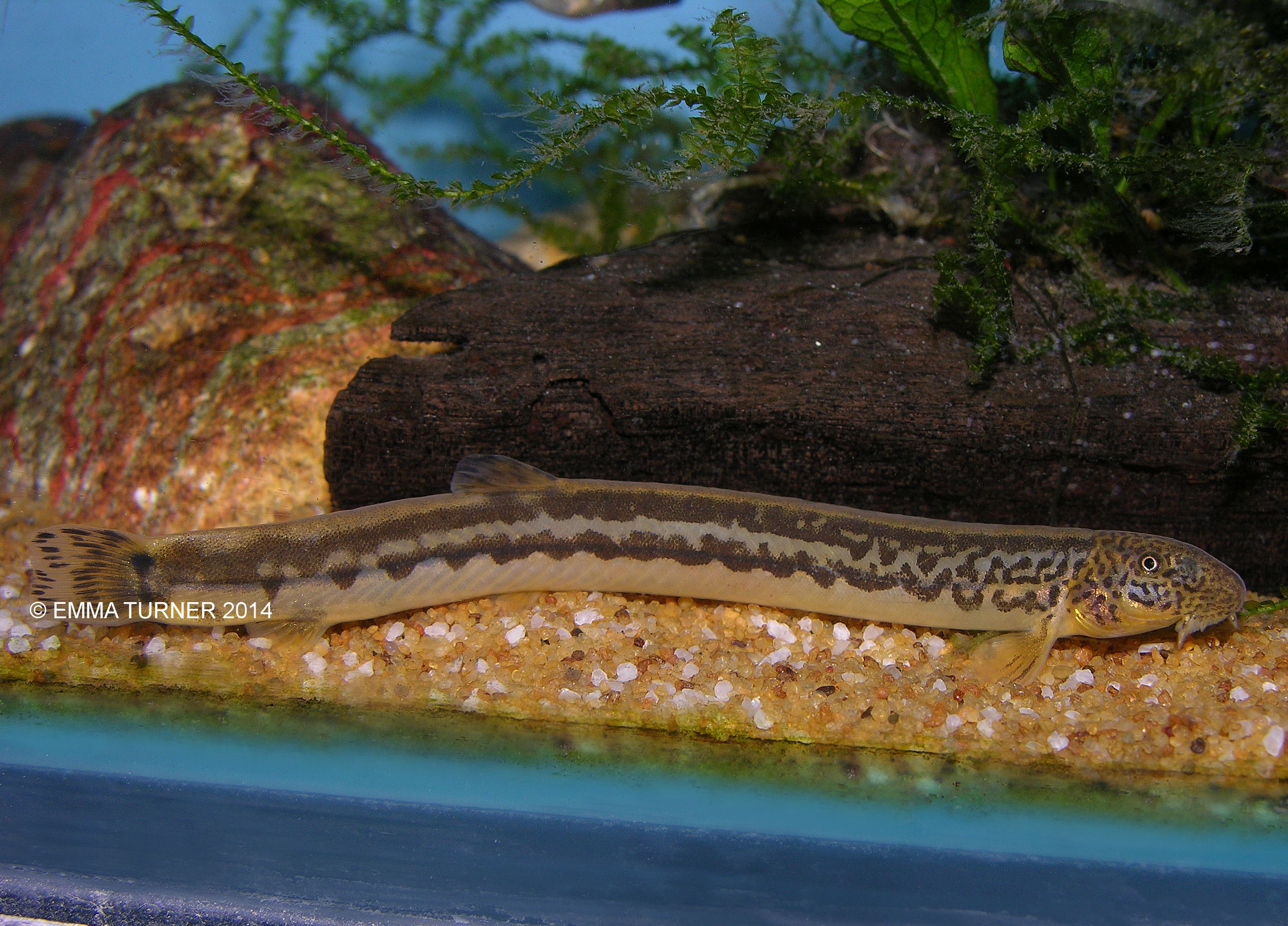 Japanese Monitor Lizard LoachNiwaella delicata