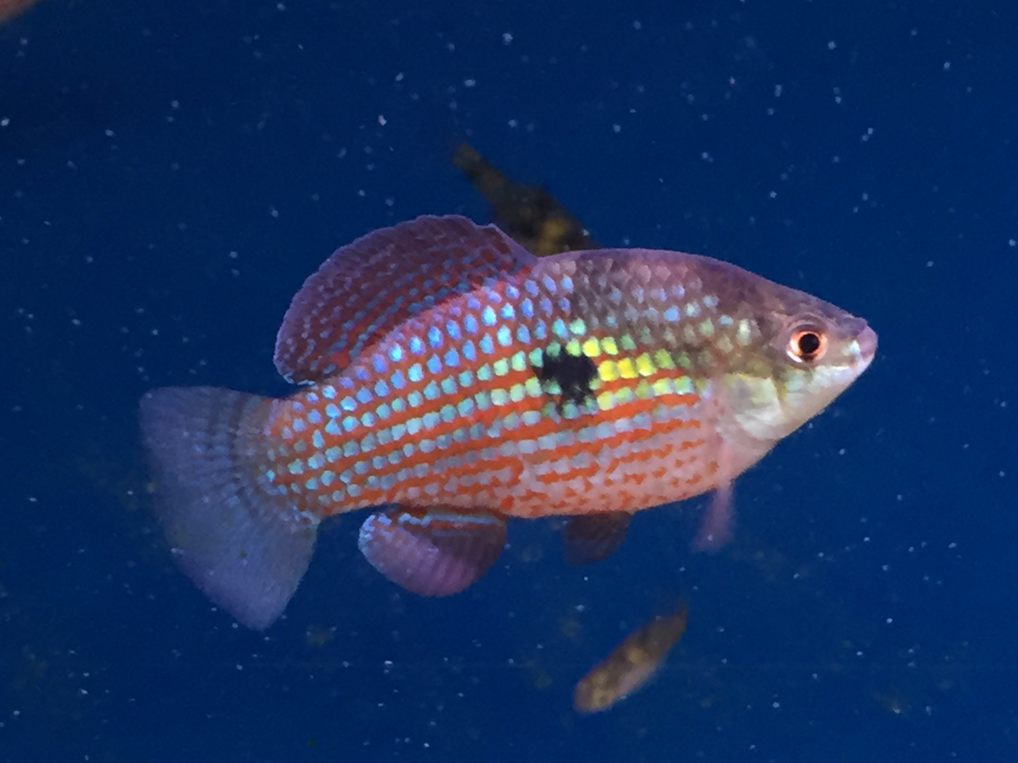 American Flagfish-Jordanella floridae