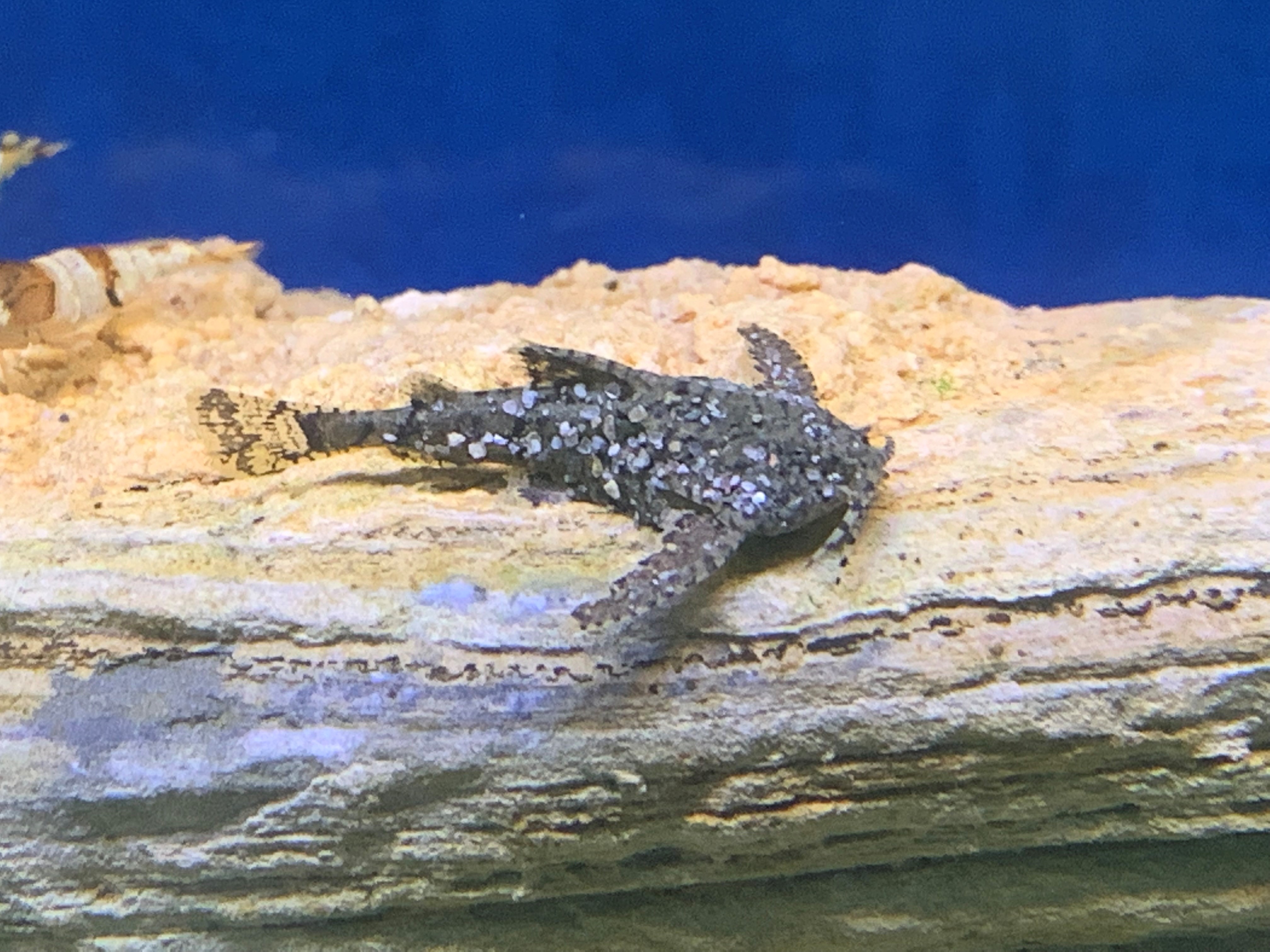 Dwarf Anchor CatfishErethistes jerdoni