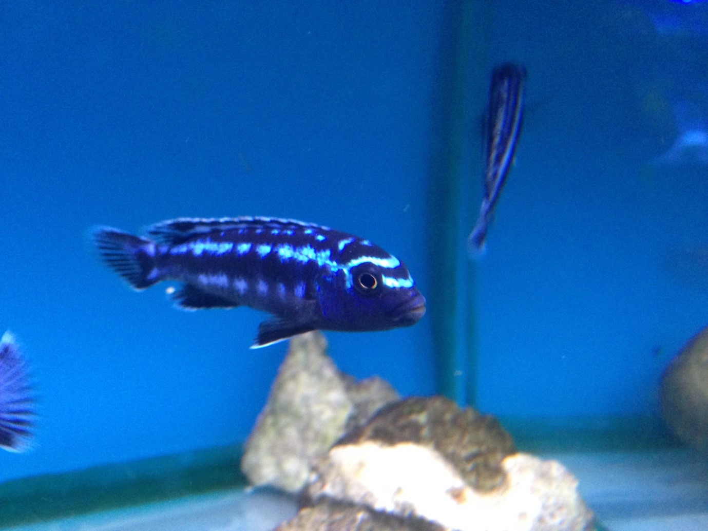 Electric Blue Maingano Johanni-Pseudotropheus cyaneorhabdos