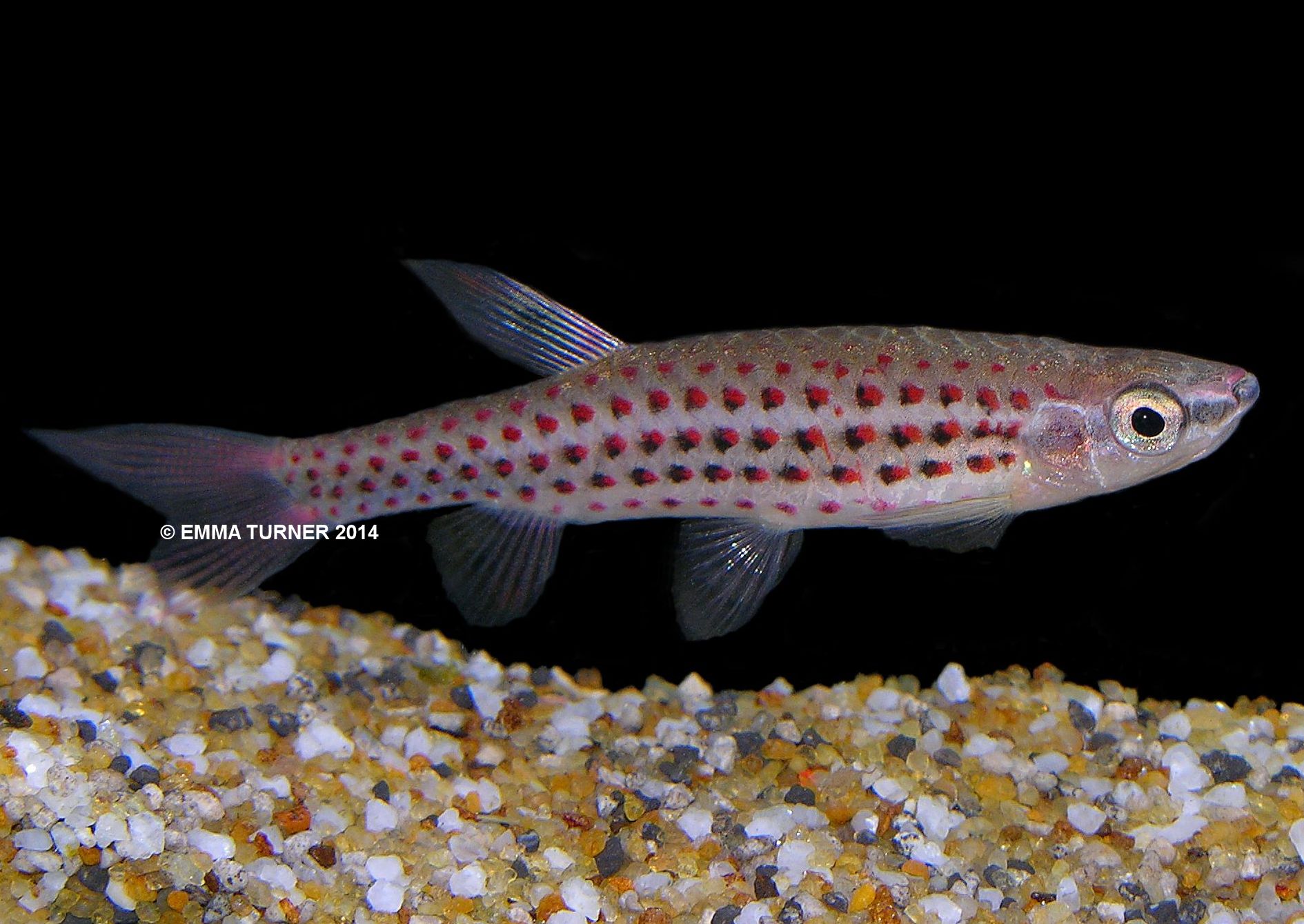 Red Spotted Splash TetraCopella meinkeni