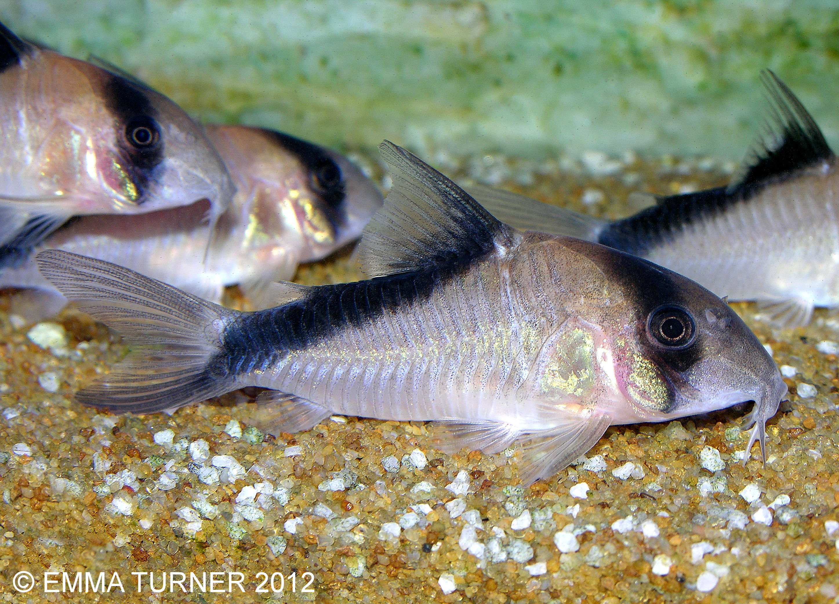 Sands' CoryCorydoras davidsandsi