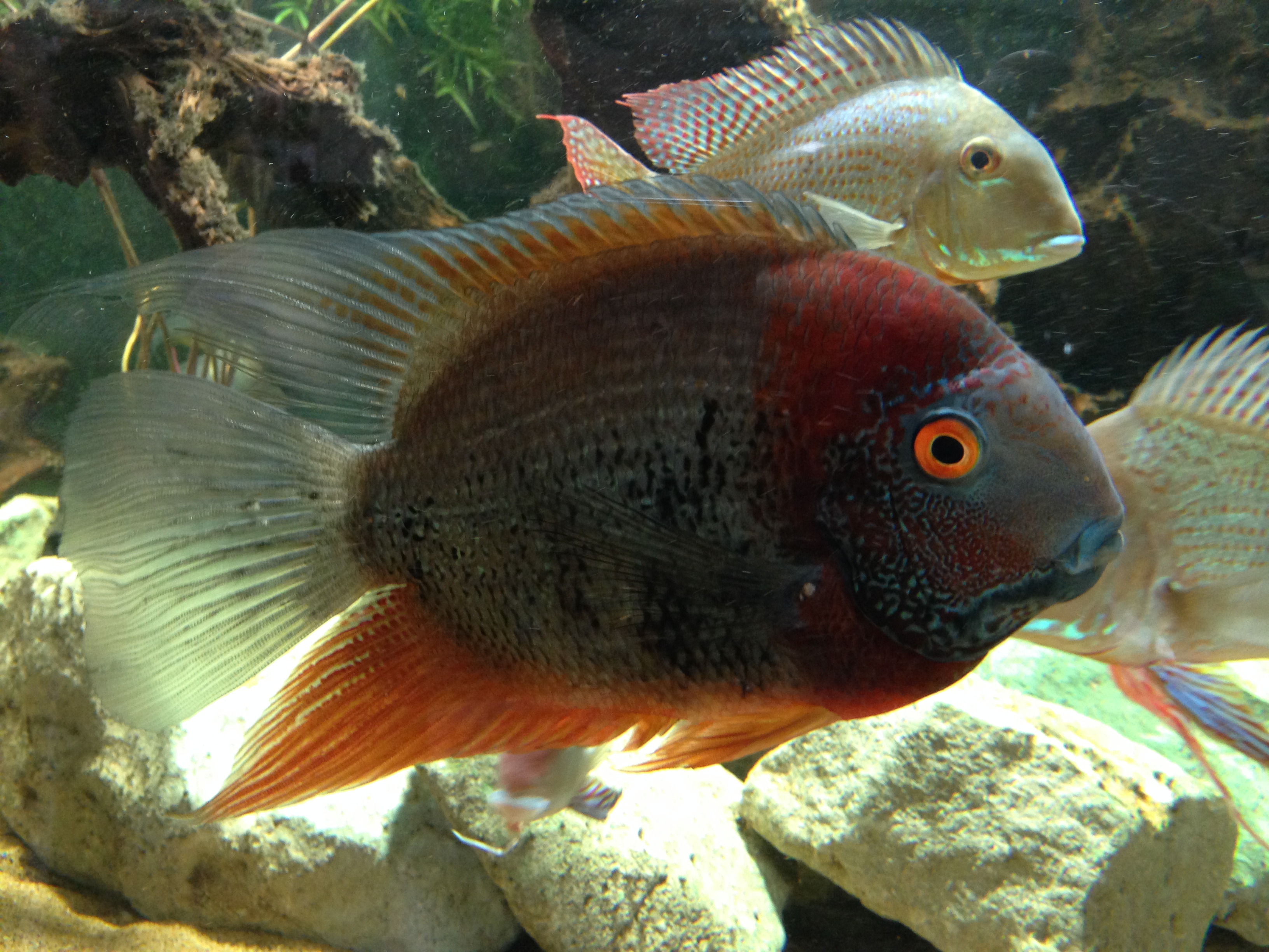 rotkeil severum care