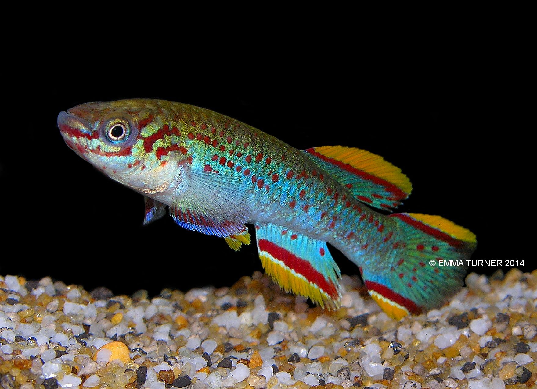 Steel Blue KillifishFundulopanchax gardneri