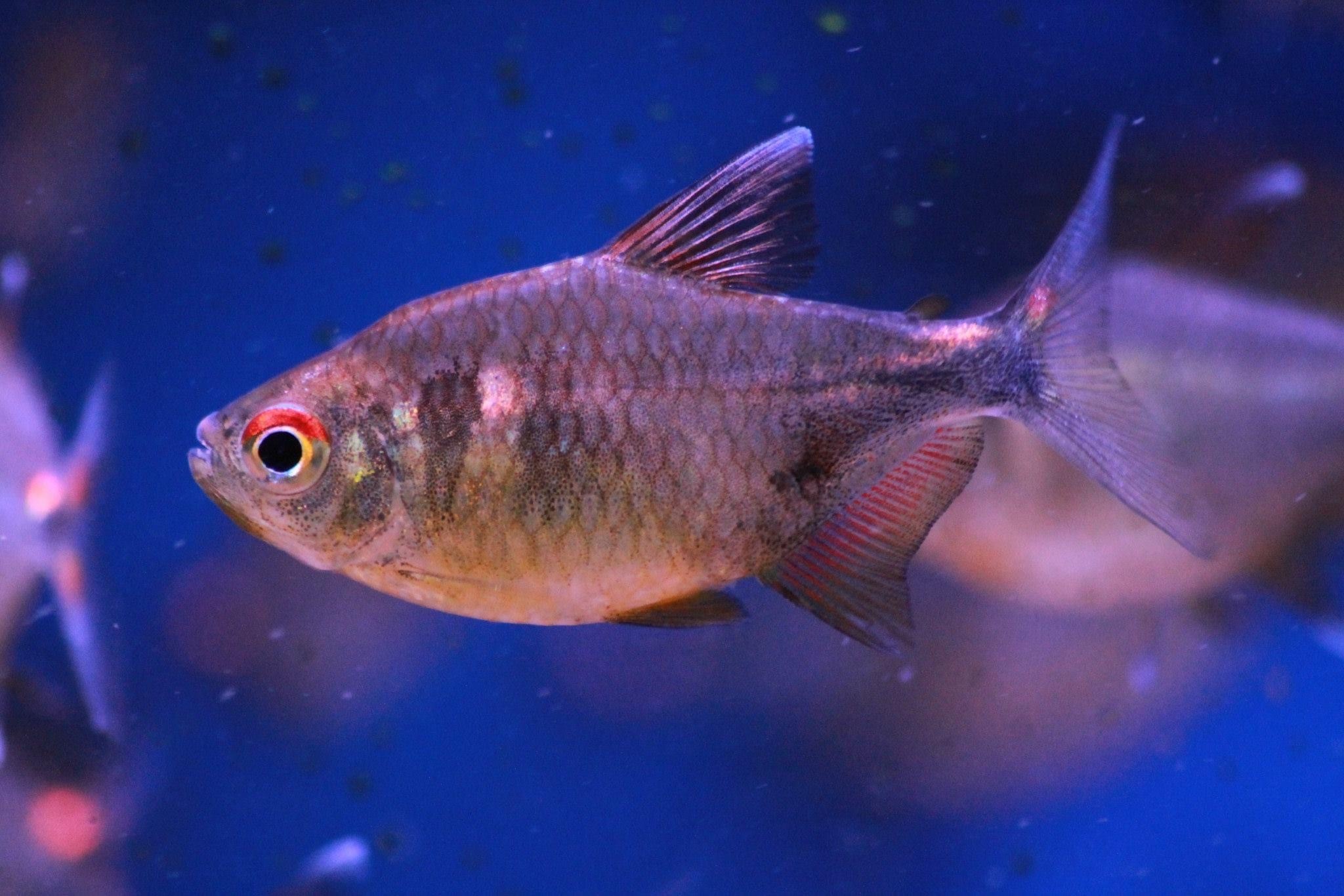 tetra meaning tetra meaning
