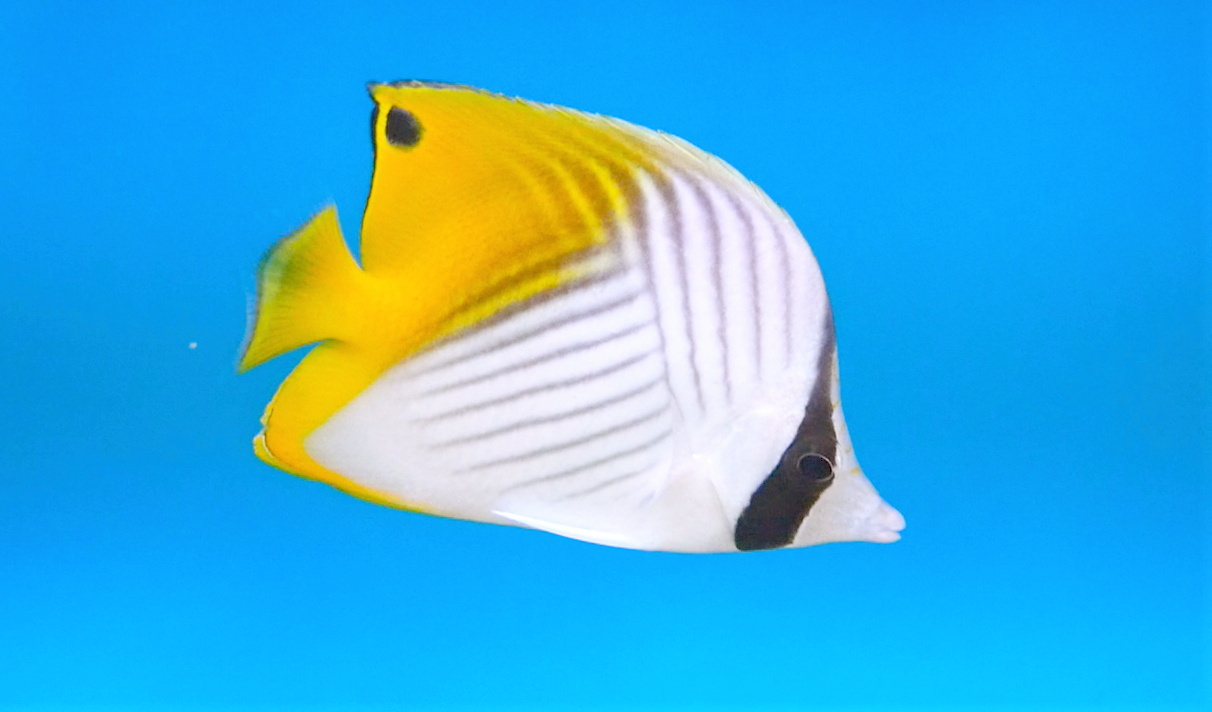 Threadfin ButterflyfishChaetodon auriga