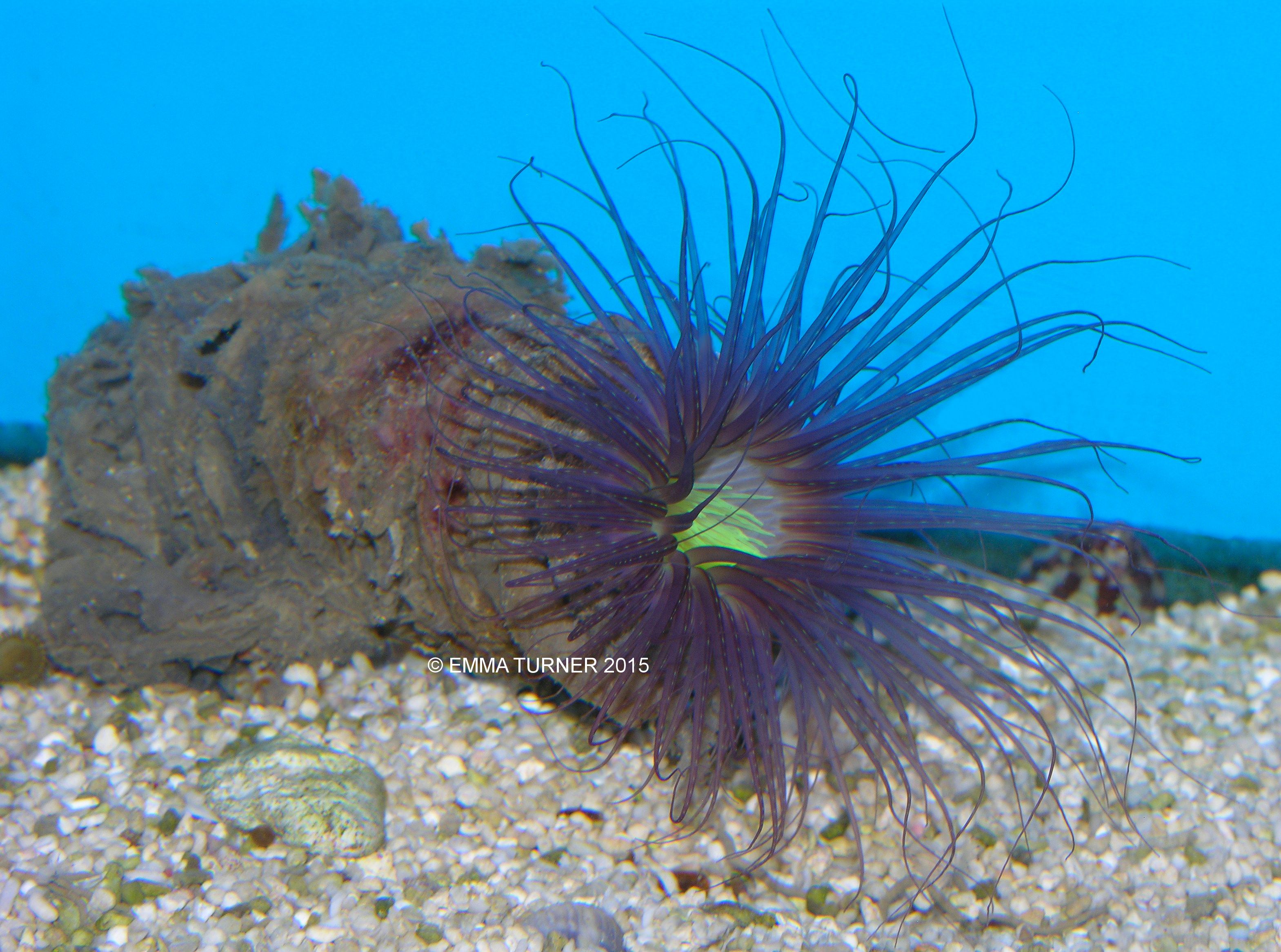 Tube AnemoneCerianthus