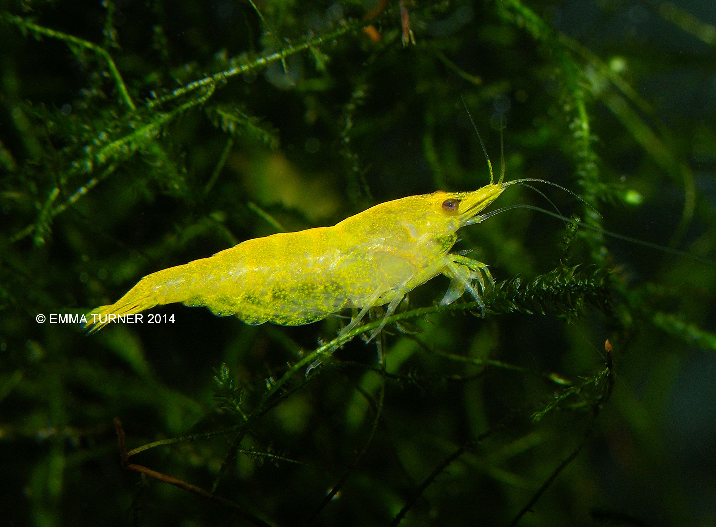 Yellow Fire Shrimp-Neocardina heteropoda yellow
