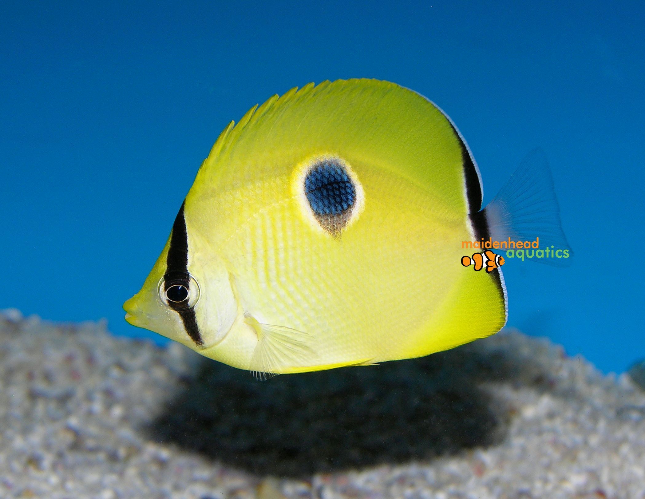 Yellow Teardrop ButterflyfishChaetodon interruptus