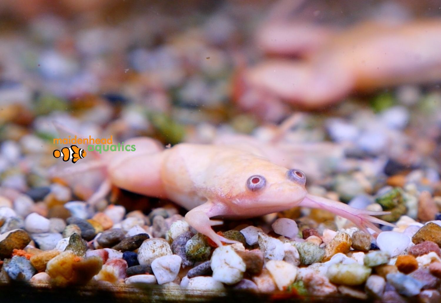 African Clawed Frog-Xenopus laevis