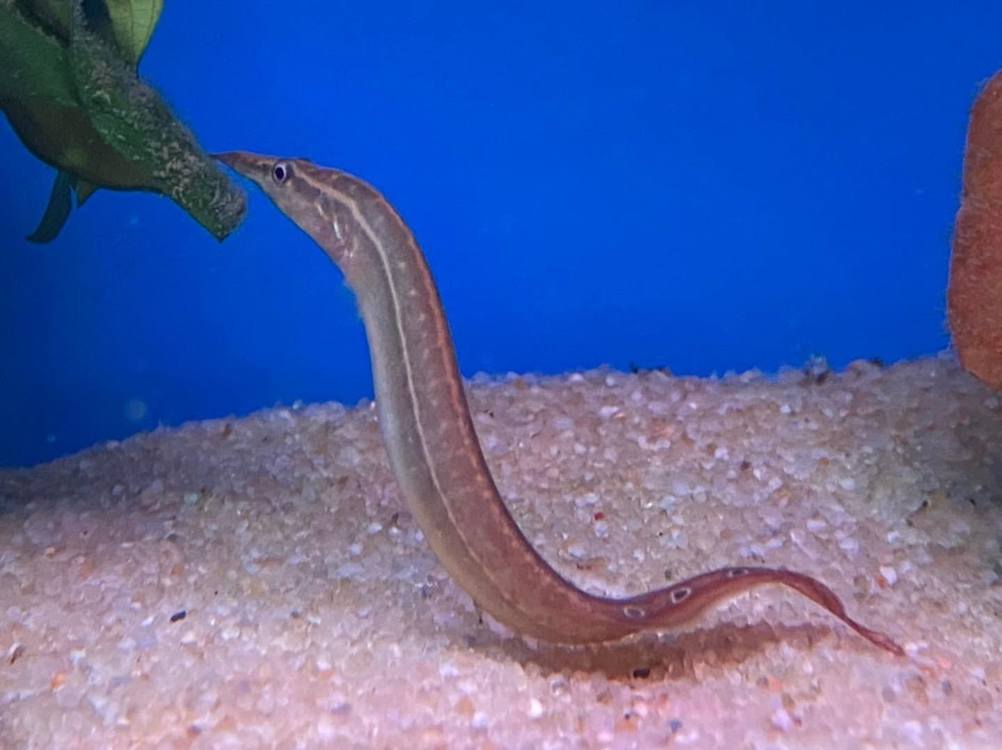 Lesser Spiny Eel Macrognathus aculeatus