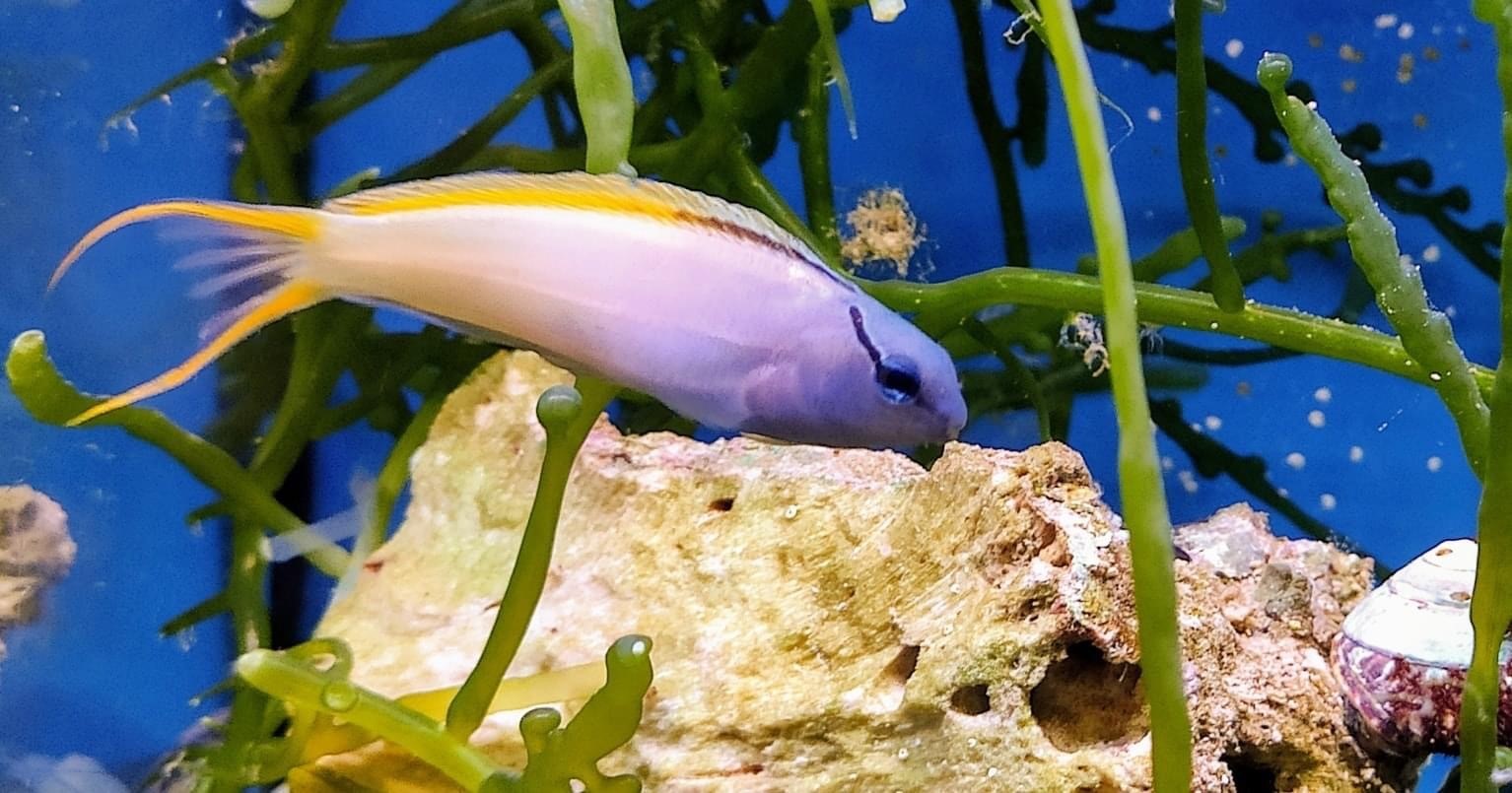 Forktail Fang Blenny-Meiacanthus atrodorsalis