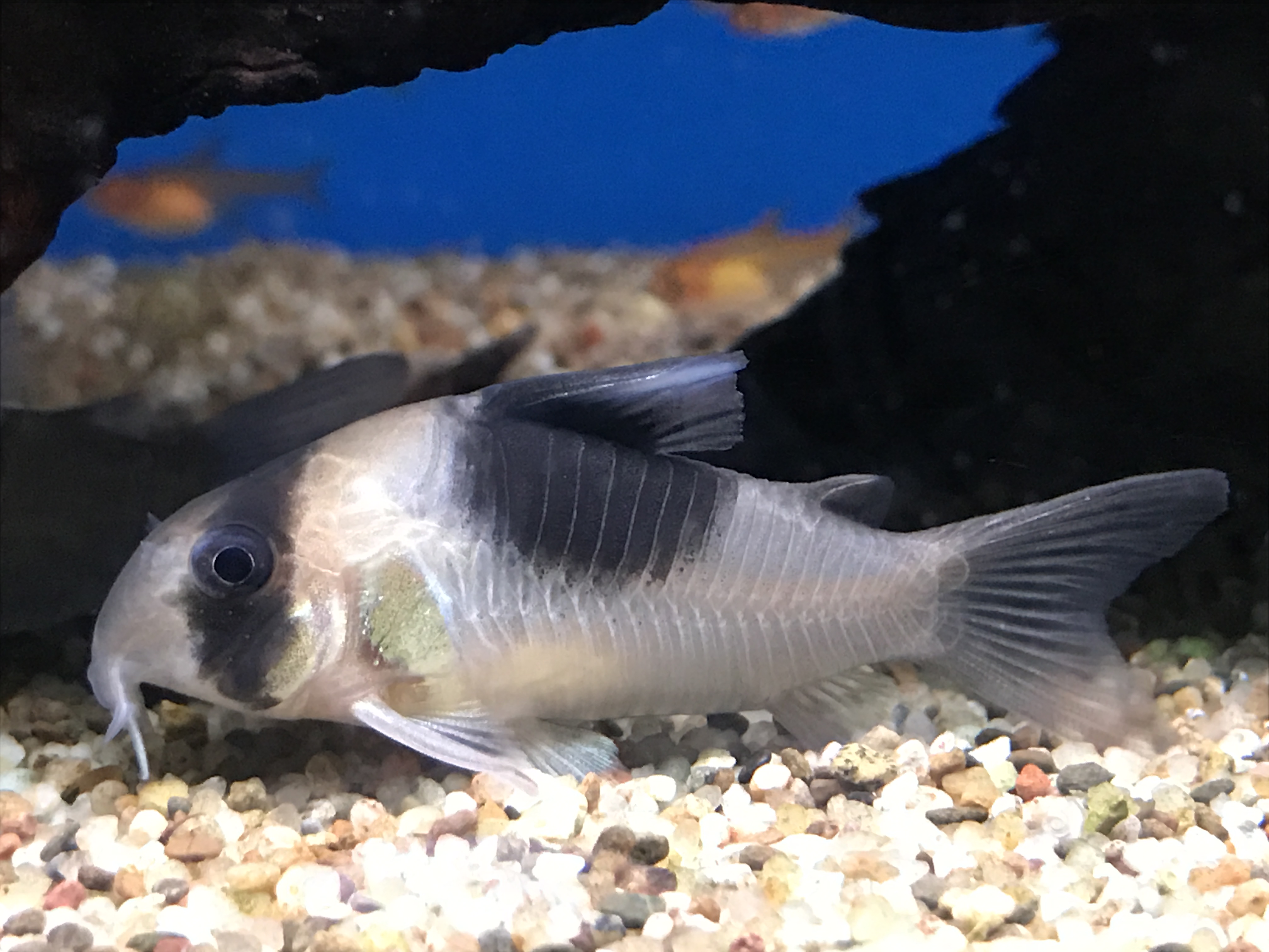Blacksaddled Cory Corydoras sp. 'CW051'