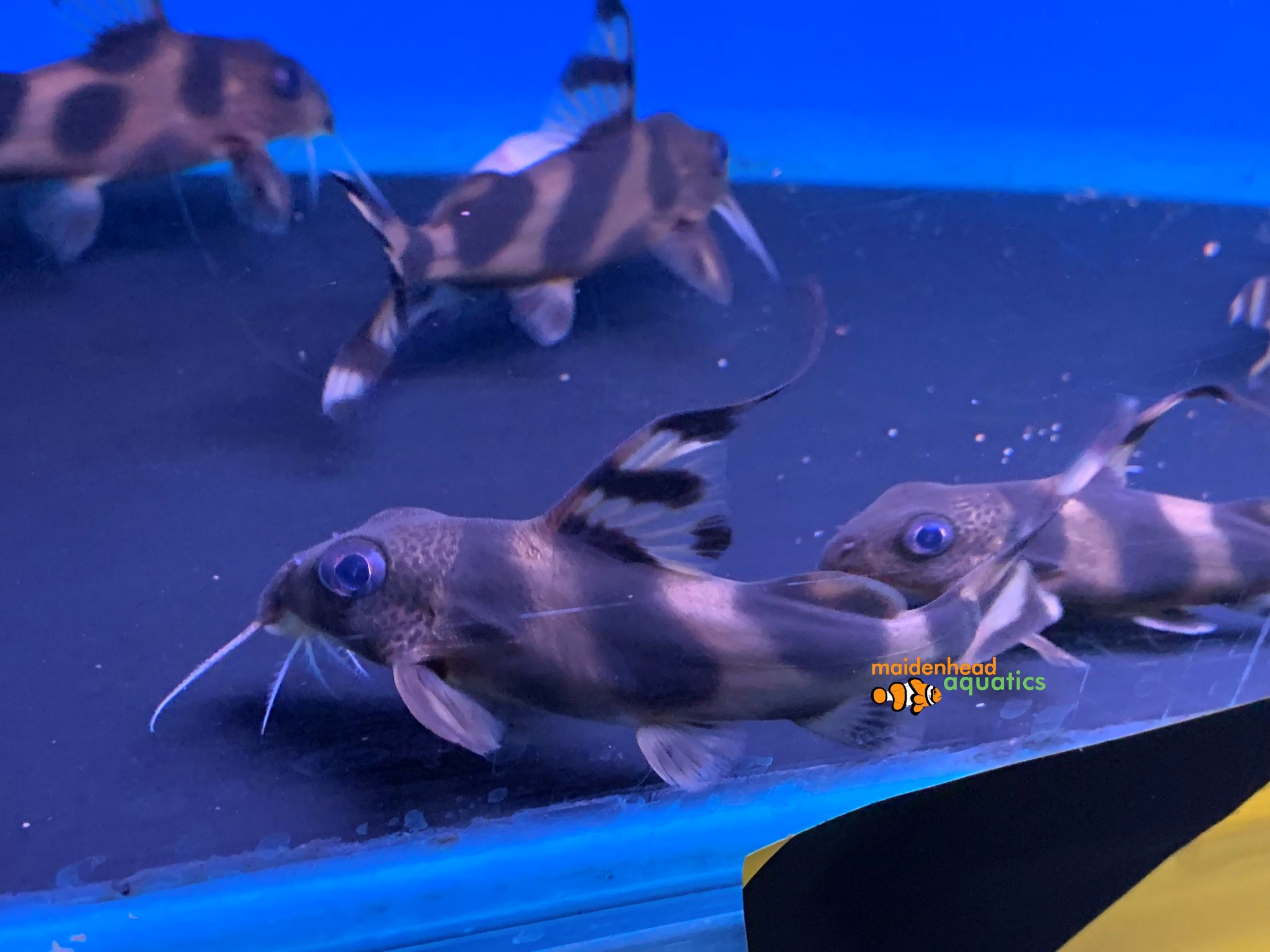 Decorated CatfishSynodontis decorus