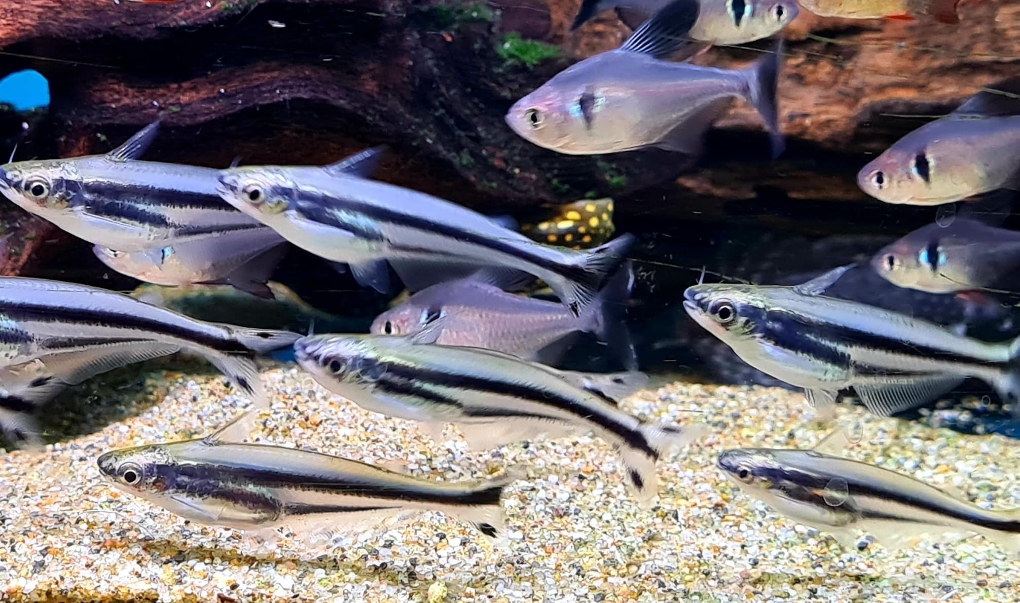 Debauwi/African Glass CatfishPareutropius buffei