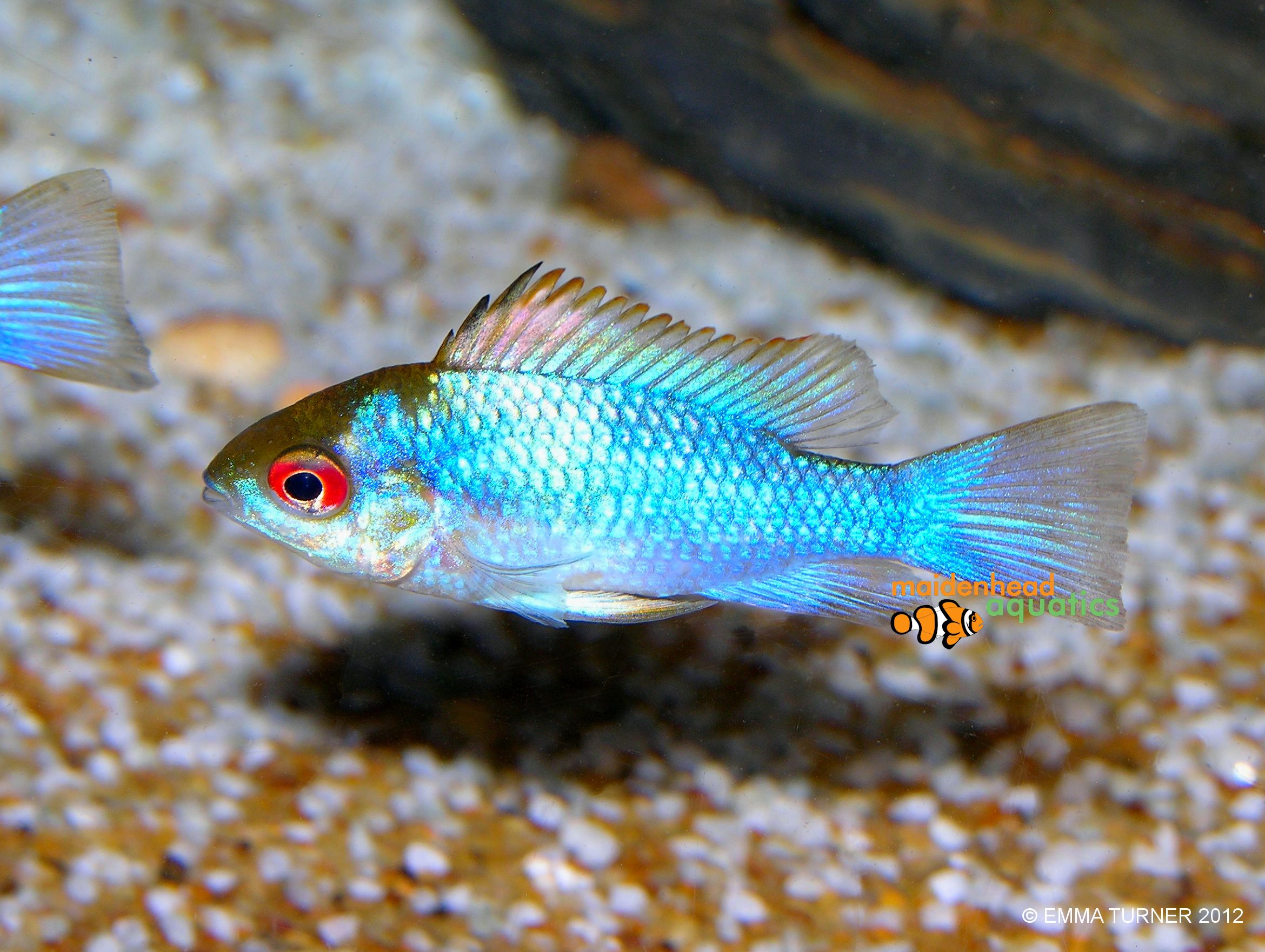 Electric Blue RamMikrogeophagus ramirezi