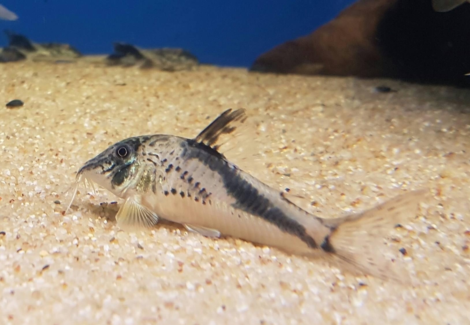 Corydoras fowleri
