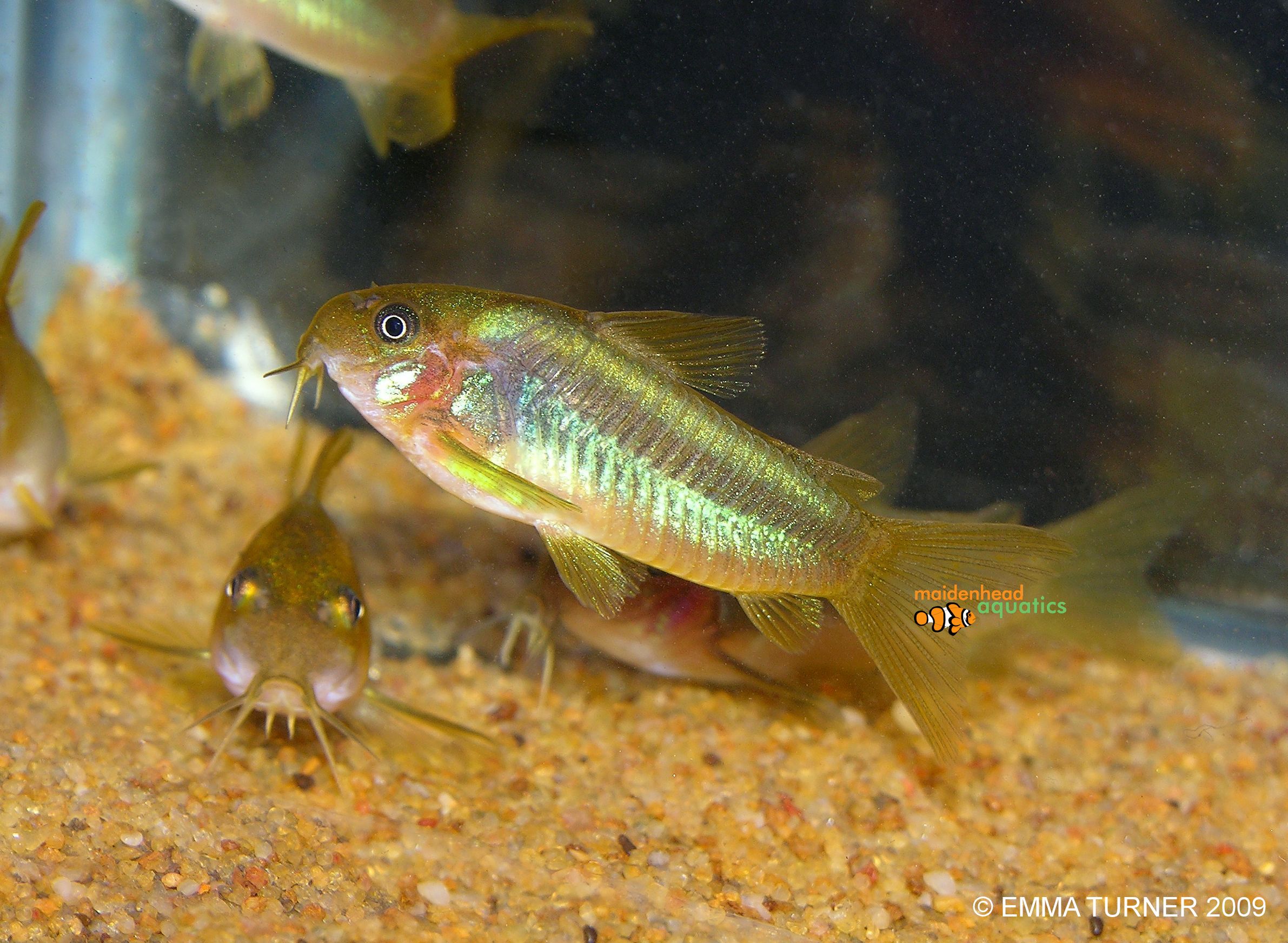 Green Laser Cory-CW009-Corydoras peru green stripe