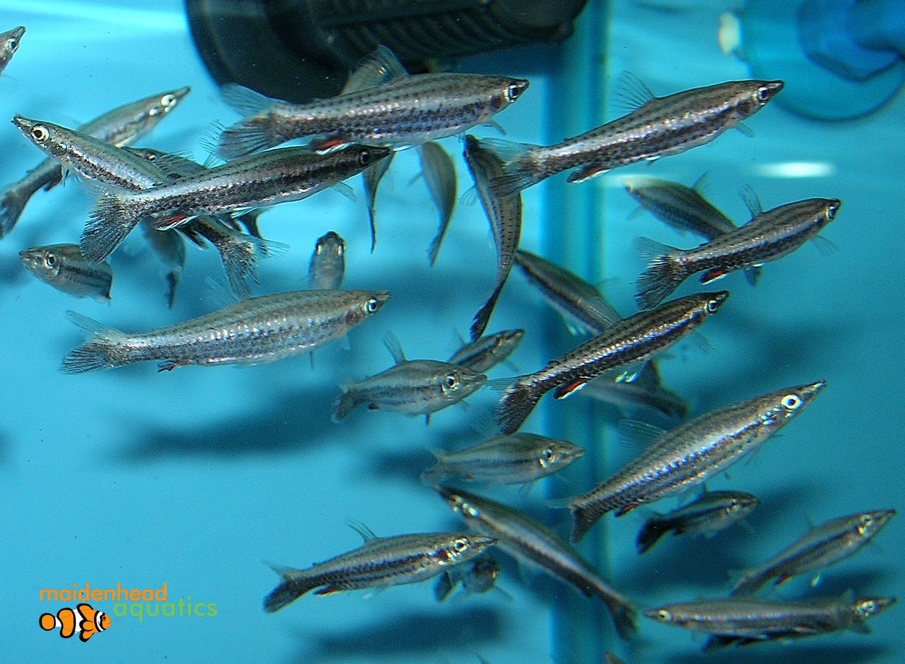 Hockeystick PencilfishNannostomus eques