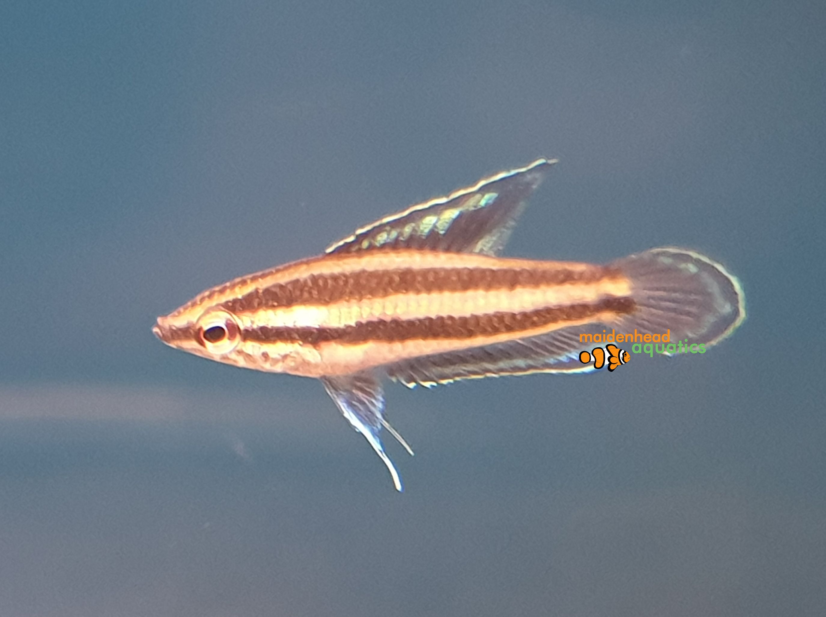 Licorice GouramiParosphromenus deissneri