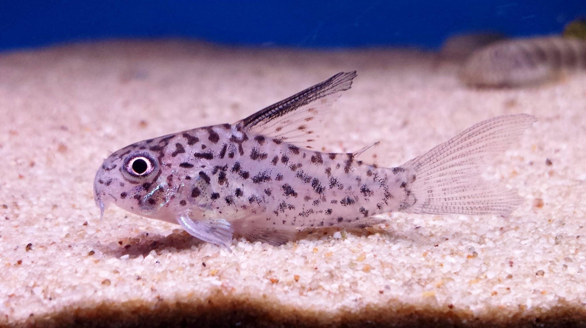 Loreto CoryHoplisoma loretoensis