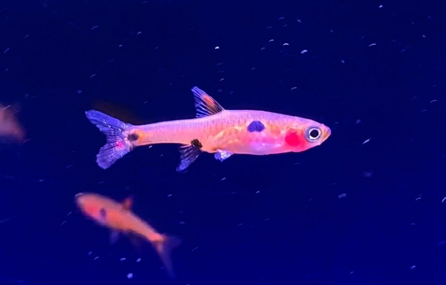 Spotted Rasbora-Boraras maculatus