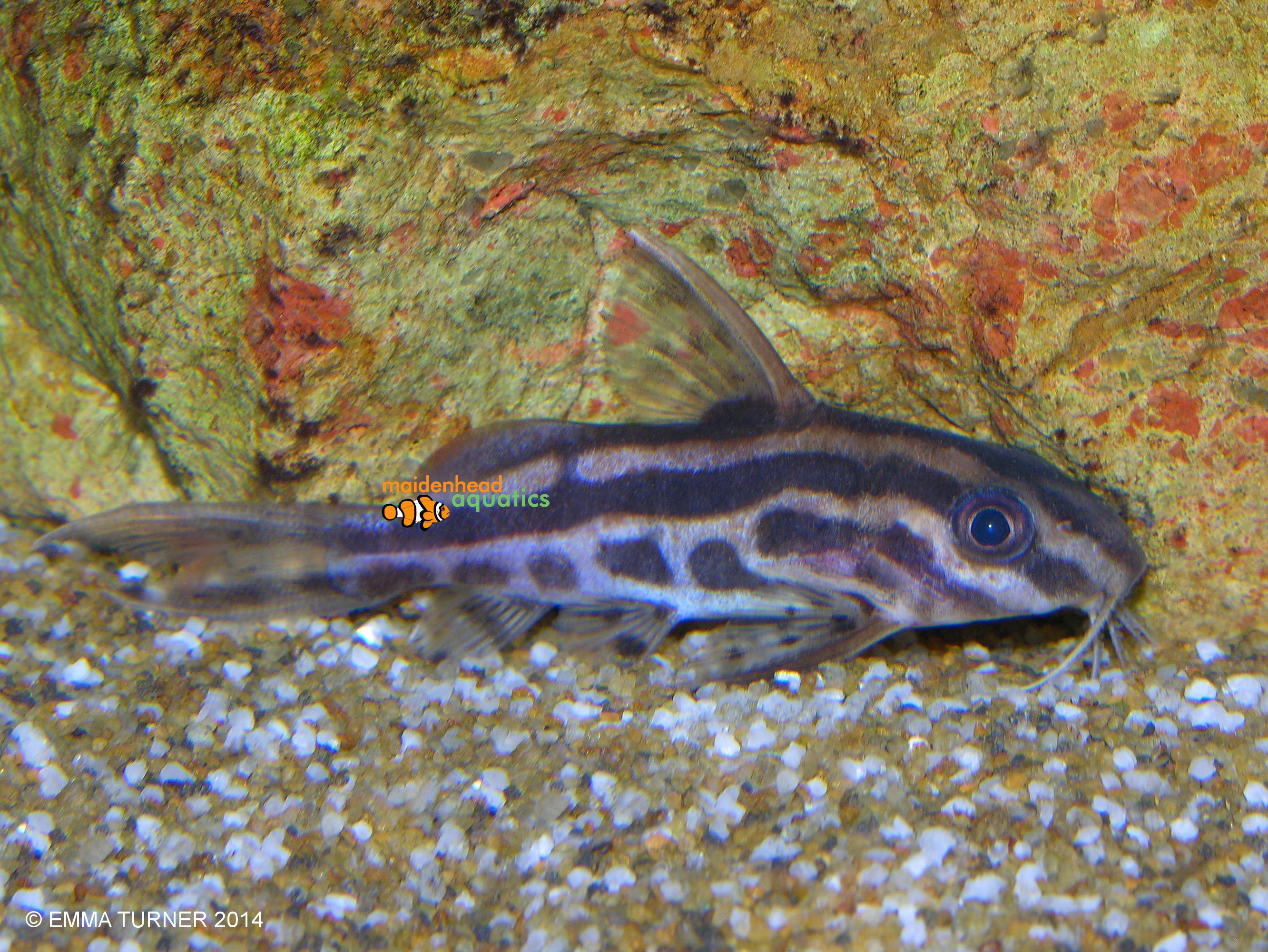 Orangestriped CatfishSynodontis flavitaeniatus