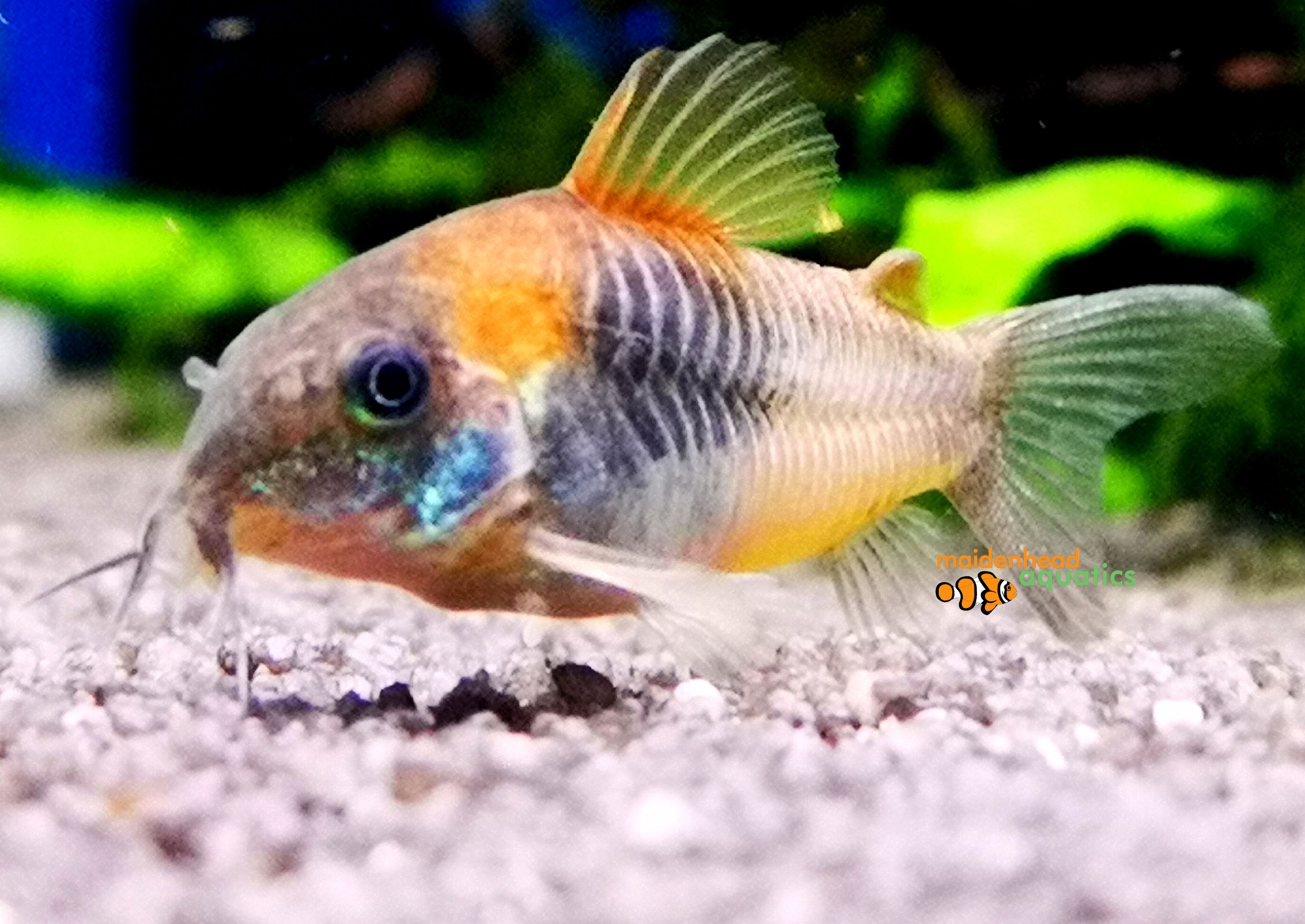 Orange CoryCorydoras venezuelanus