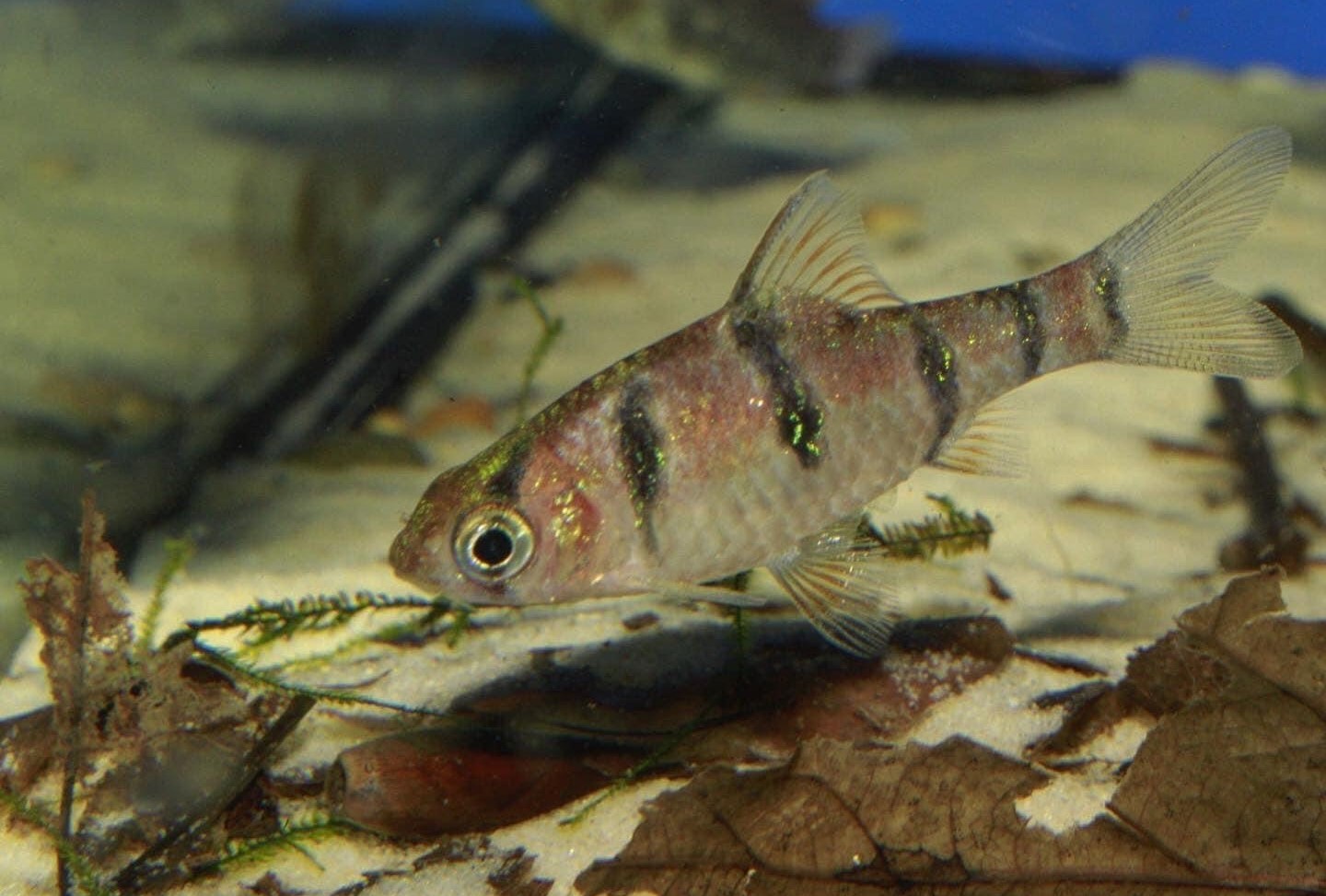 Five Banded BarbDesmopuntius pentazona