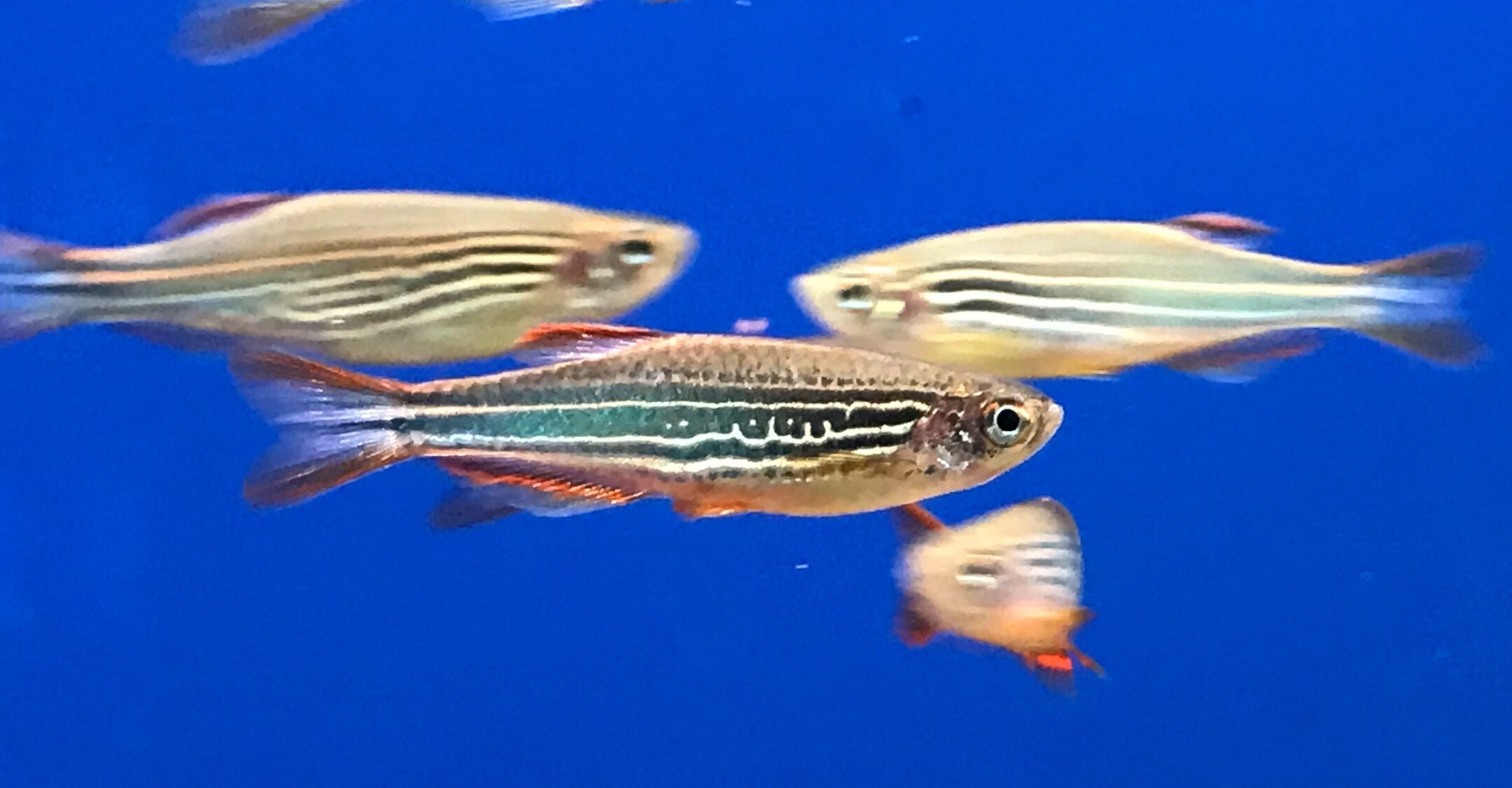 Striped orangefinned danio Danio quagga