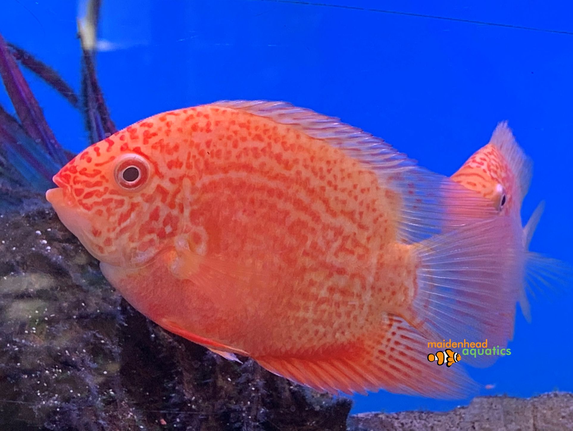 red zebra cichlid vs gold severum red zebra cichlid vs gold severum