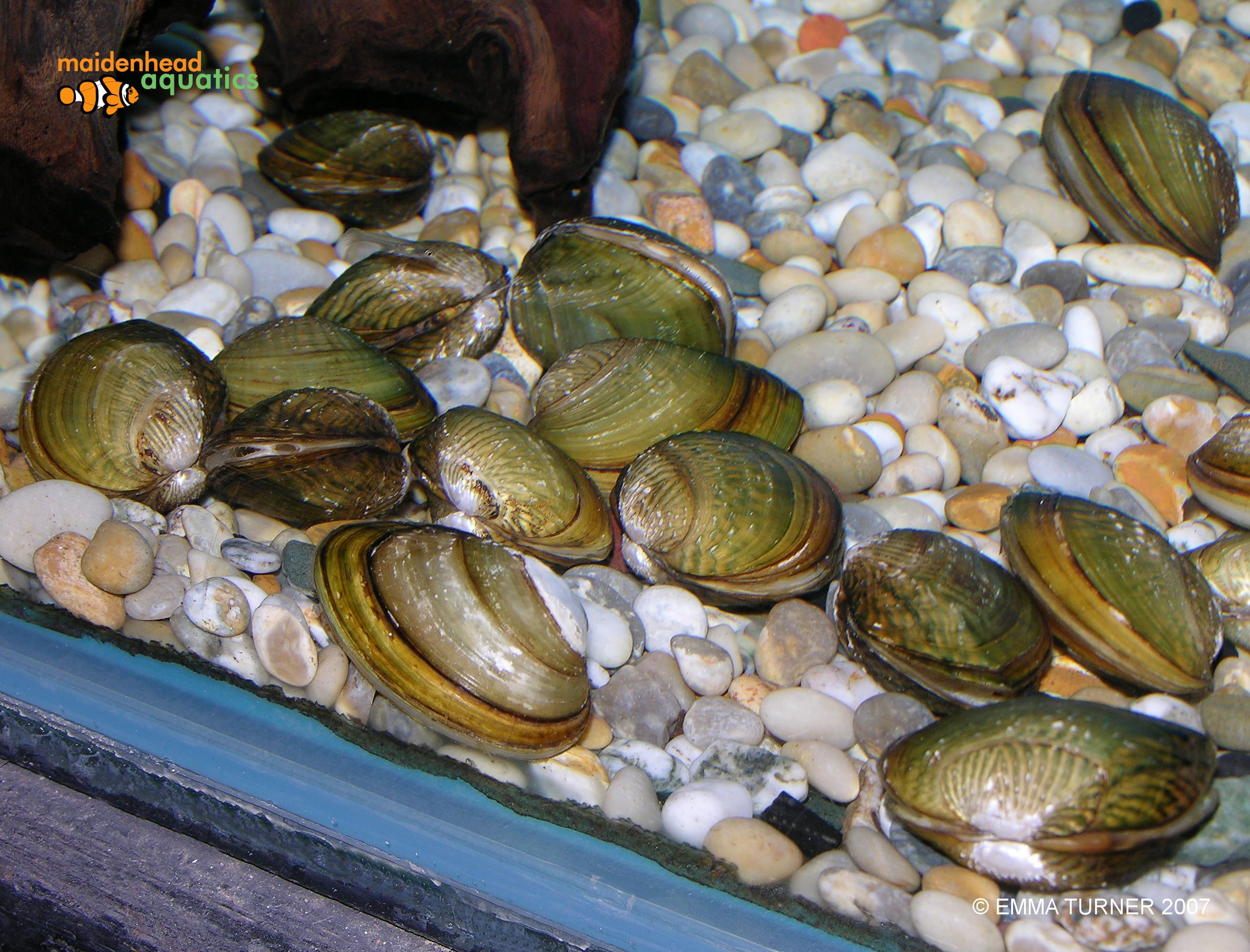 Swan MusselAnodonta cygnea